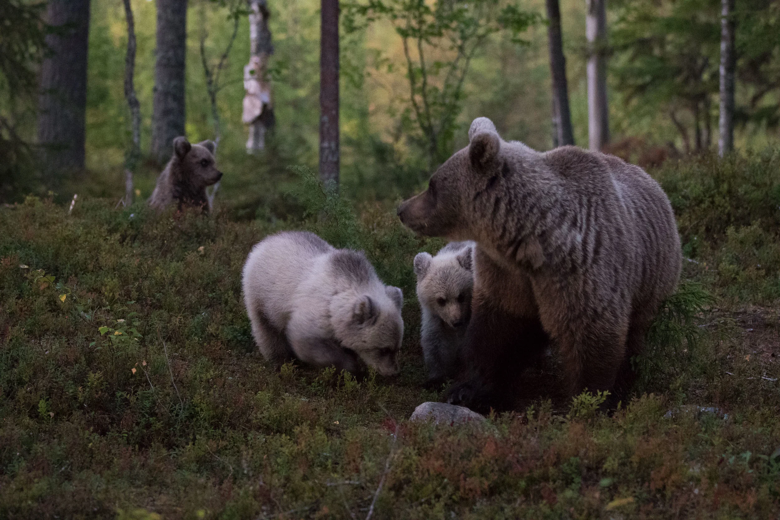 The mother Bear emerging from the forest depths accompanied with her three adorable cubs. Image © Magnus Fredriksson