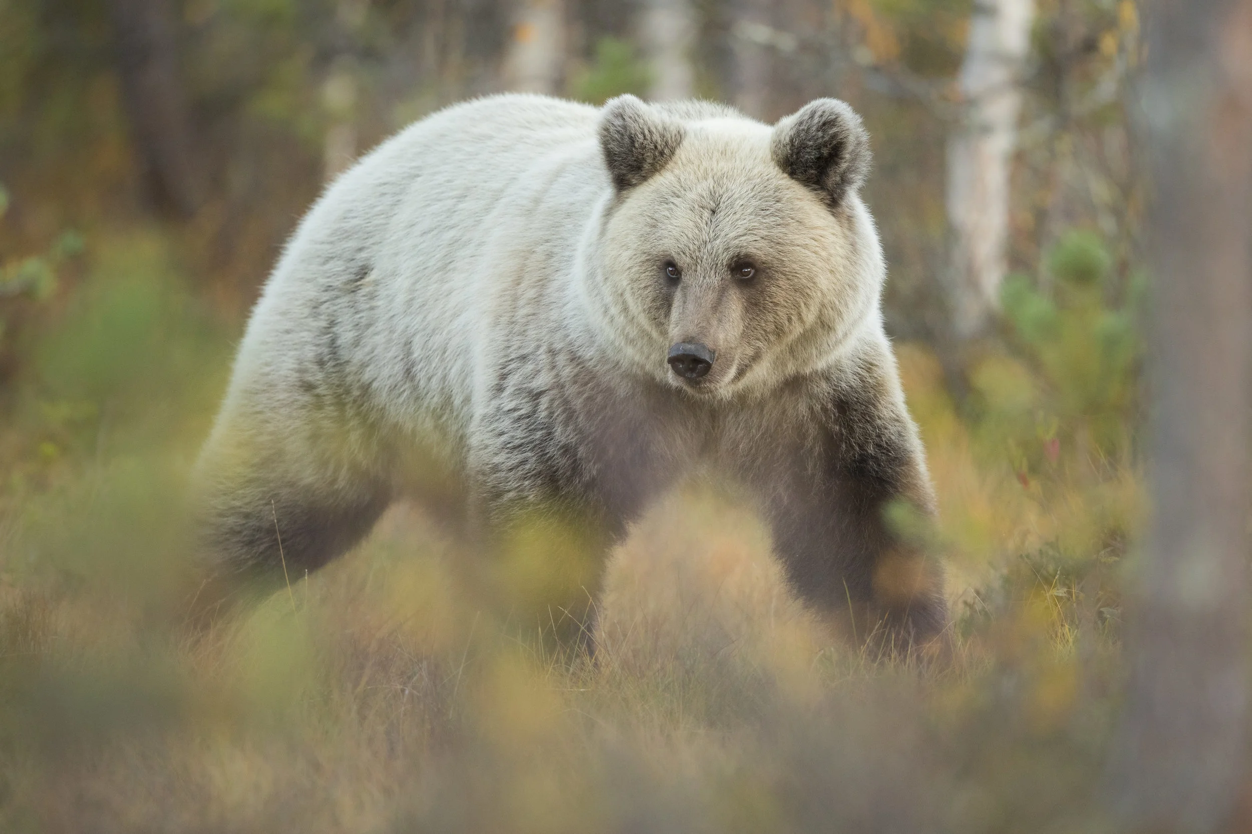 The pale blonde female bear, wanders through the autumnal swamp in search of food.