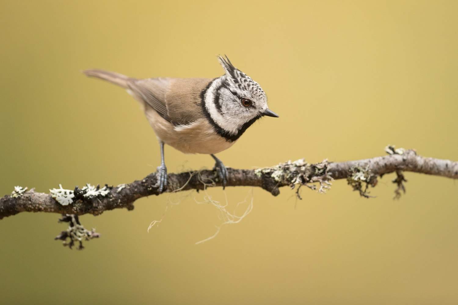 Crested_Tit_MG_0412-2.jpg