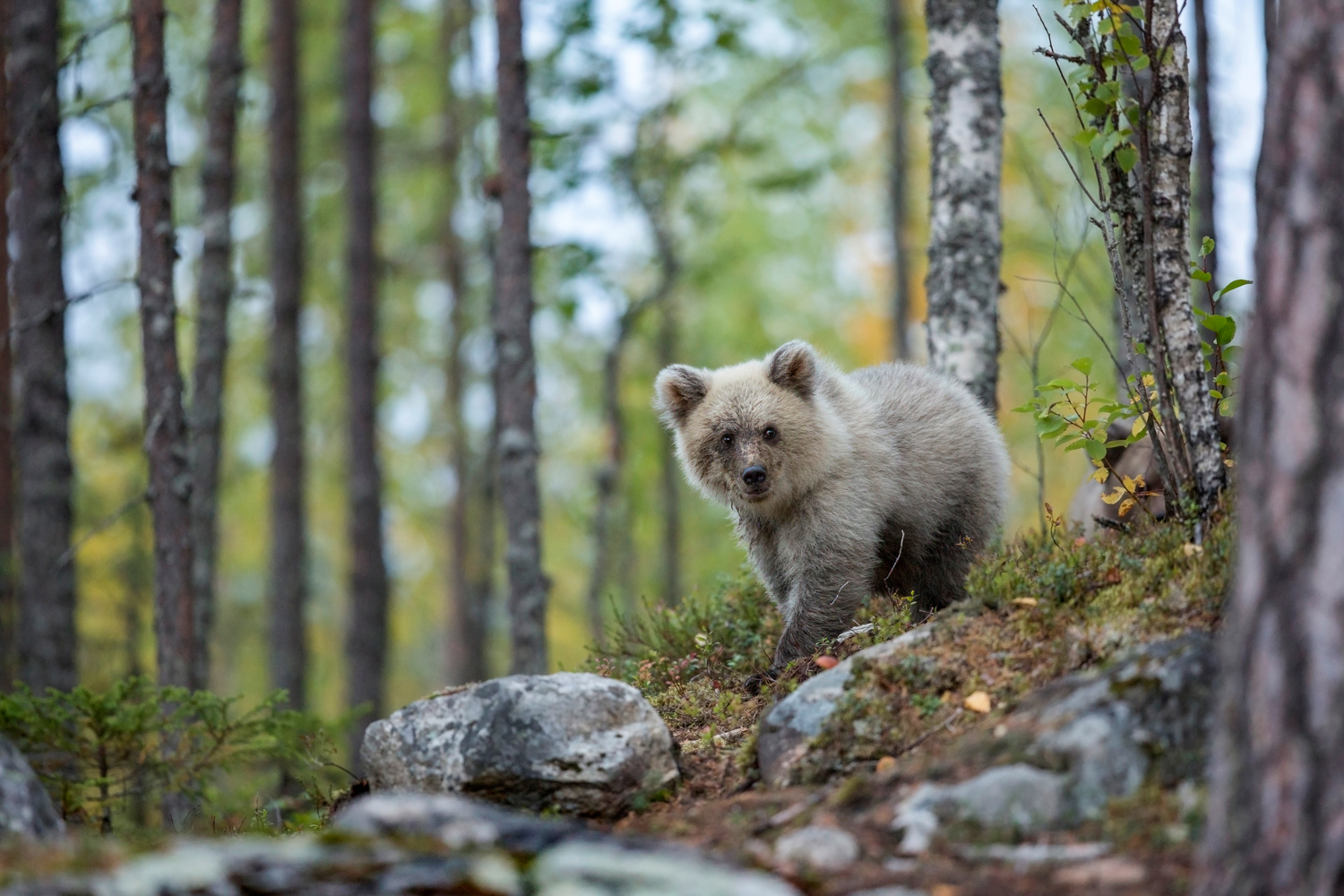 Bear_Cub_Forest_0T2A8748-3.jpg