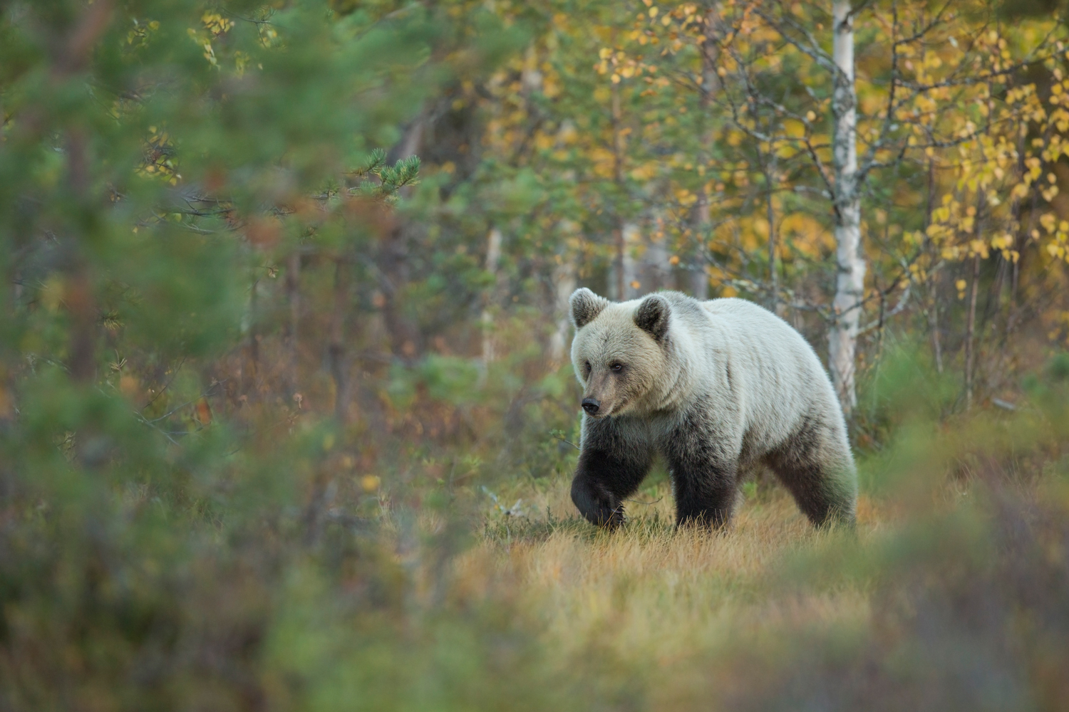 Brown_Bear_Autumn_0T2A9384-3.jpg