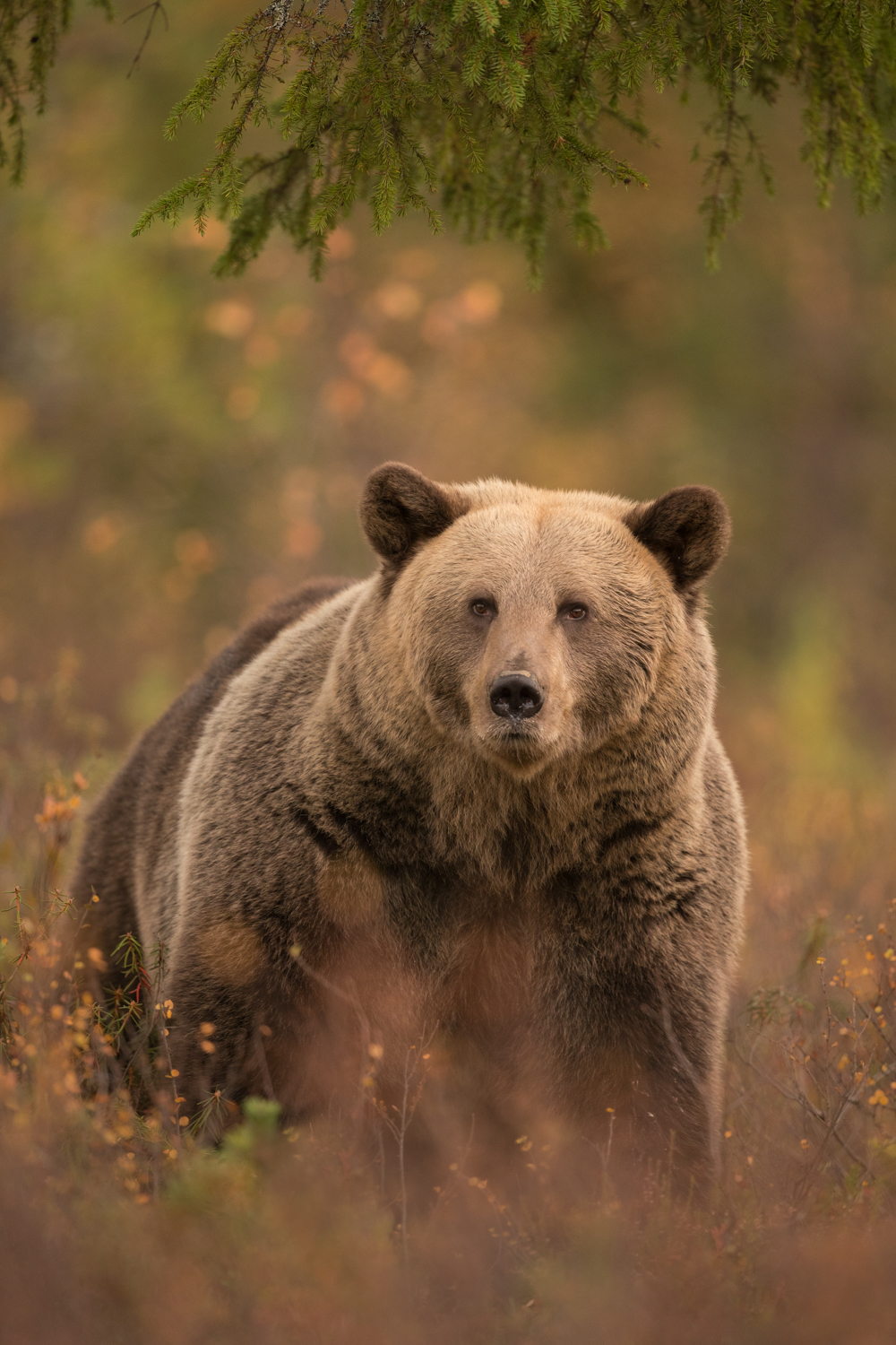 Brown_Bear_MG_0133-3.jpg
