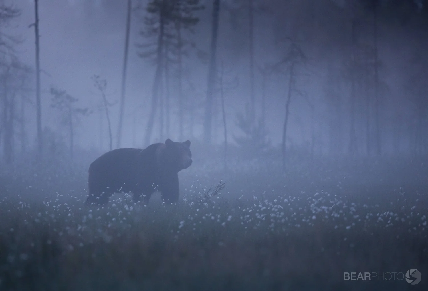A large male Brown Bear emerges onto the swamp amongst the cottongrass in a ghostly twilight.