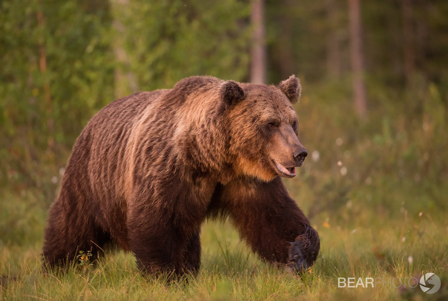 Male Brown Bear at sunset in midsummer.