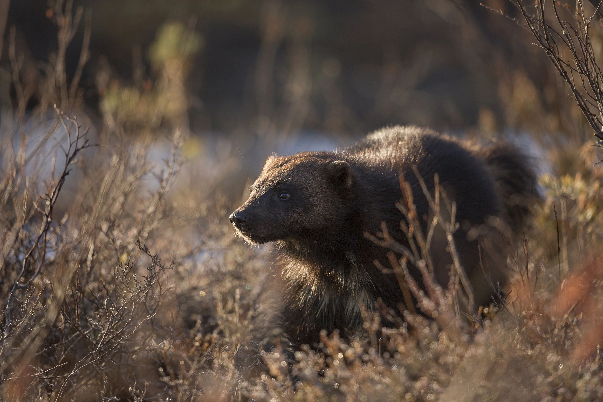 A close encounter with a Wolverine at sunrise near the northern lake.