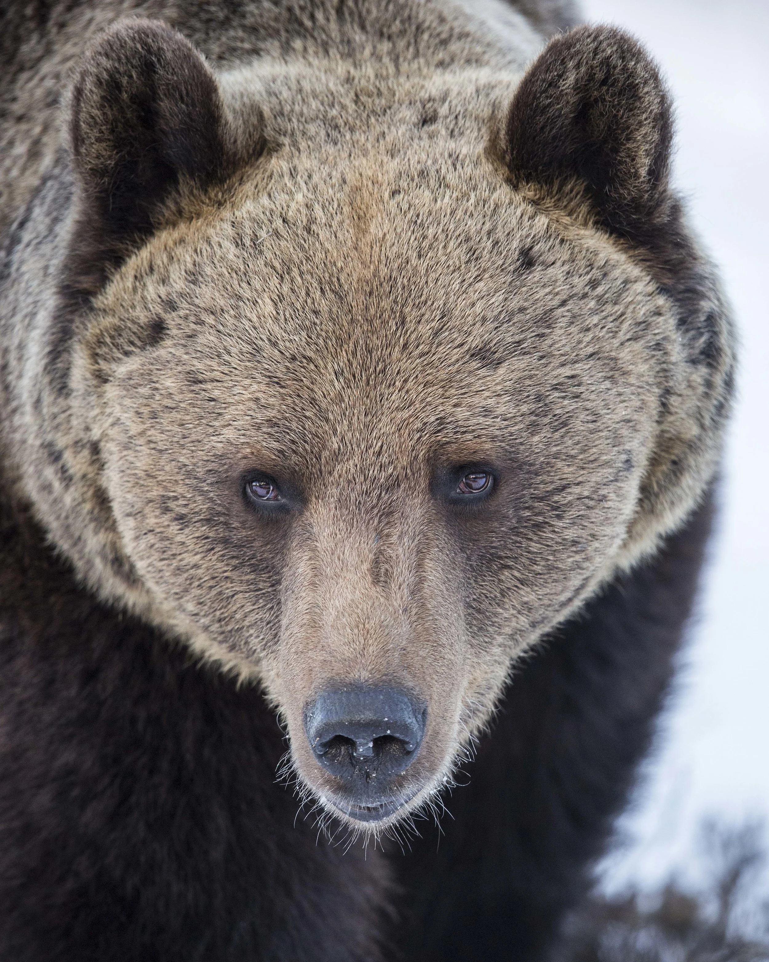 Male Brown Bear up close and personal!