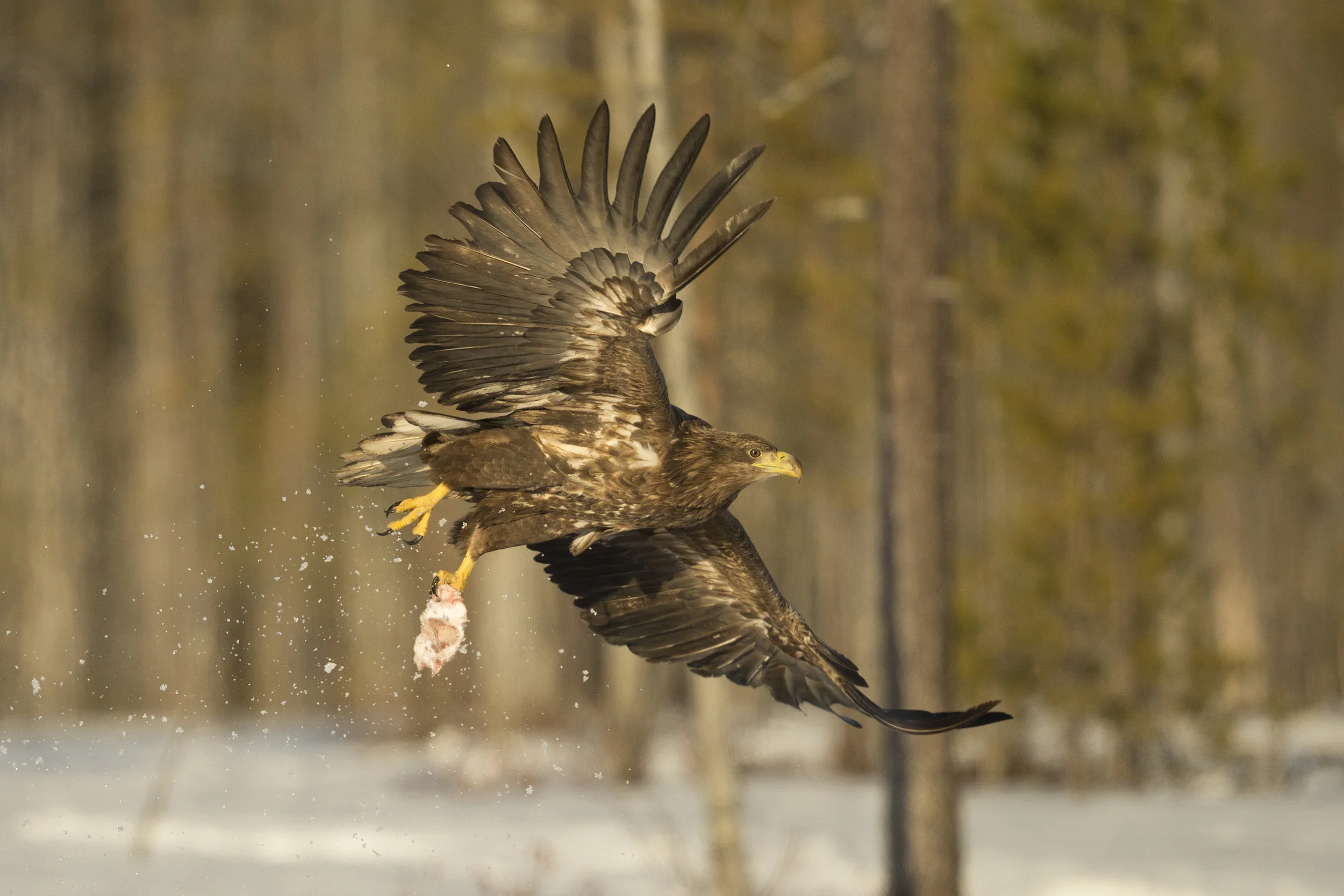 A White-Tailed Eagle takes off from the frozen lake surface with a piece of meat.