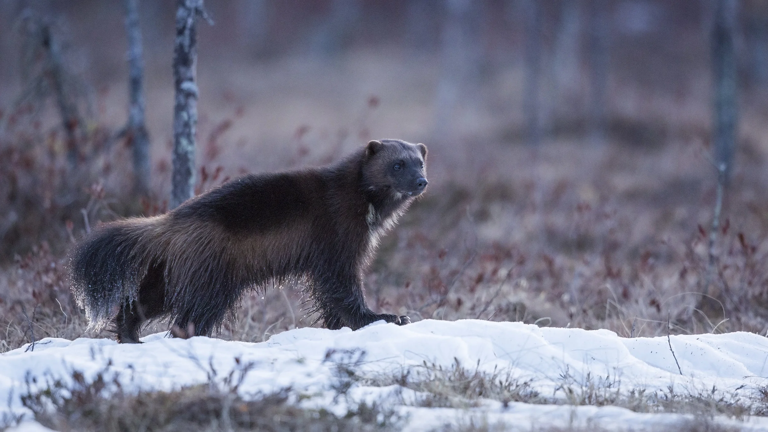 A Wolverine with an ice covered tail pauses momentarily at the East lake.
