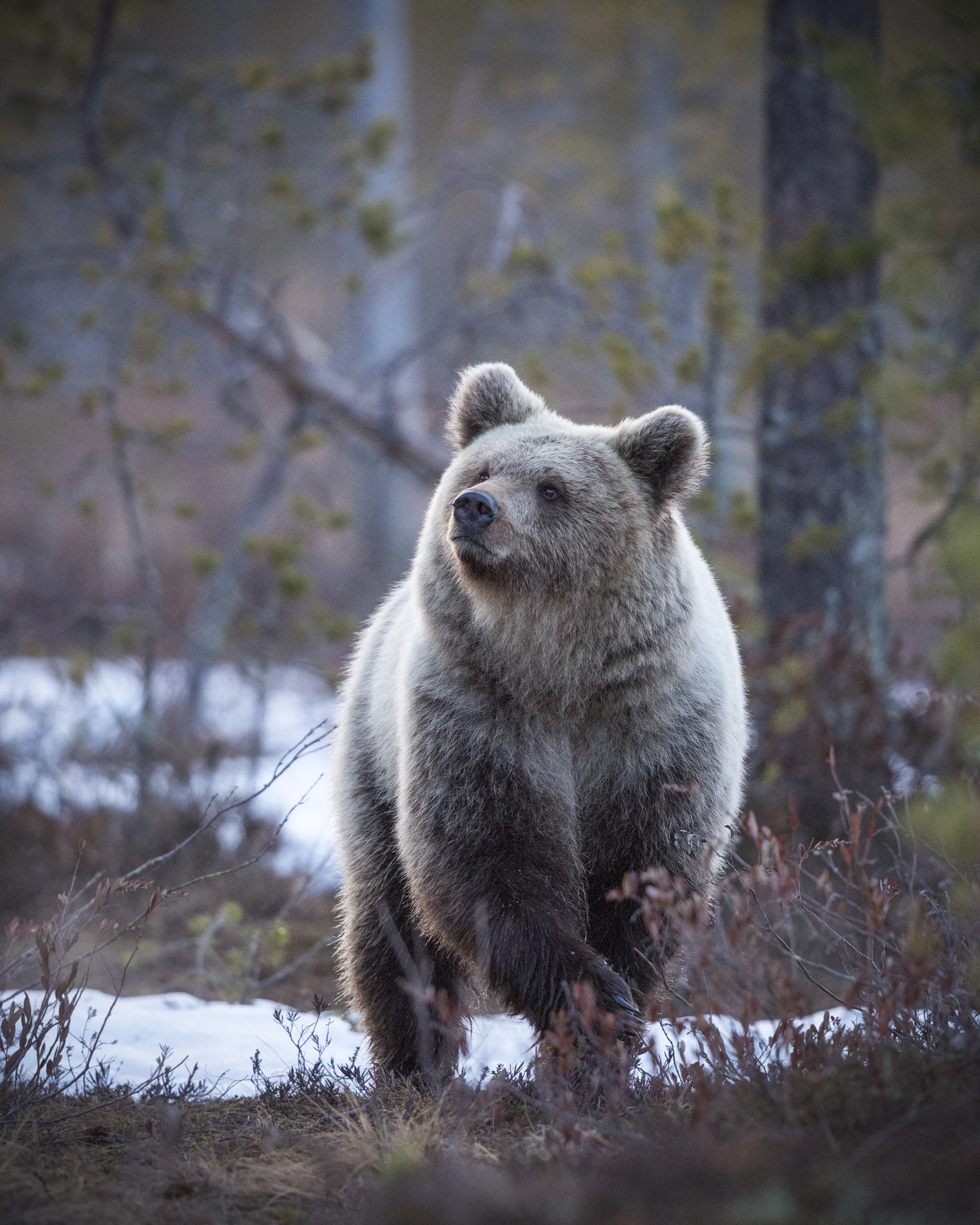 BLONDIE! The unique pale female bear emerges for the first time since her long winter hibernation.