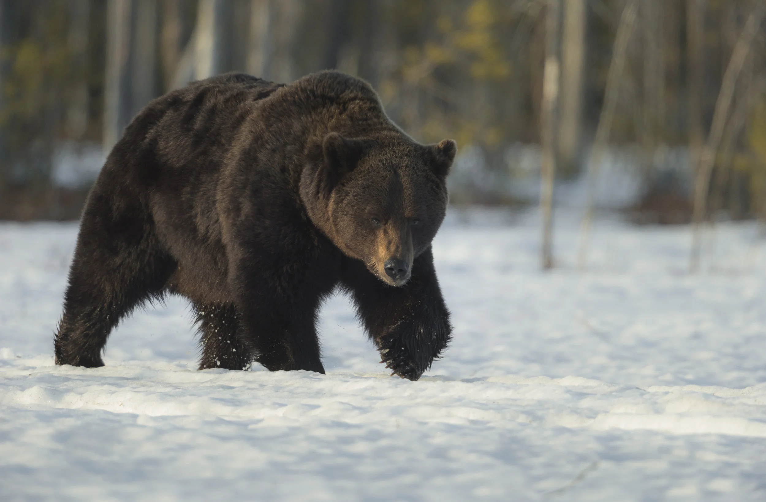 The large bold male Bear strolls determined, on a thin crust of snow.