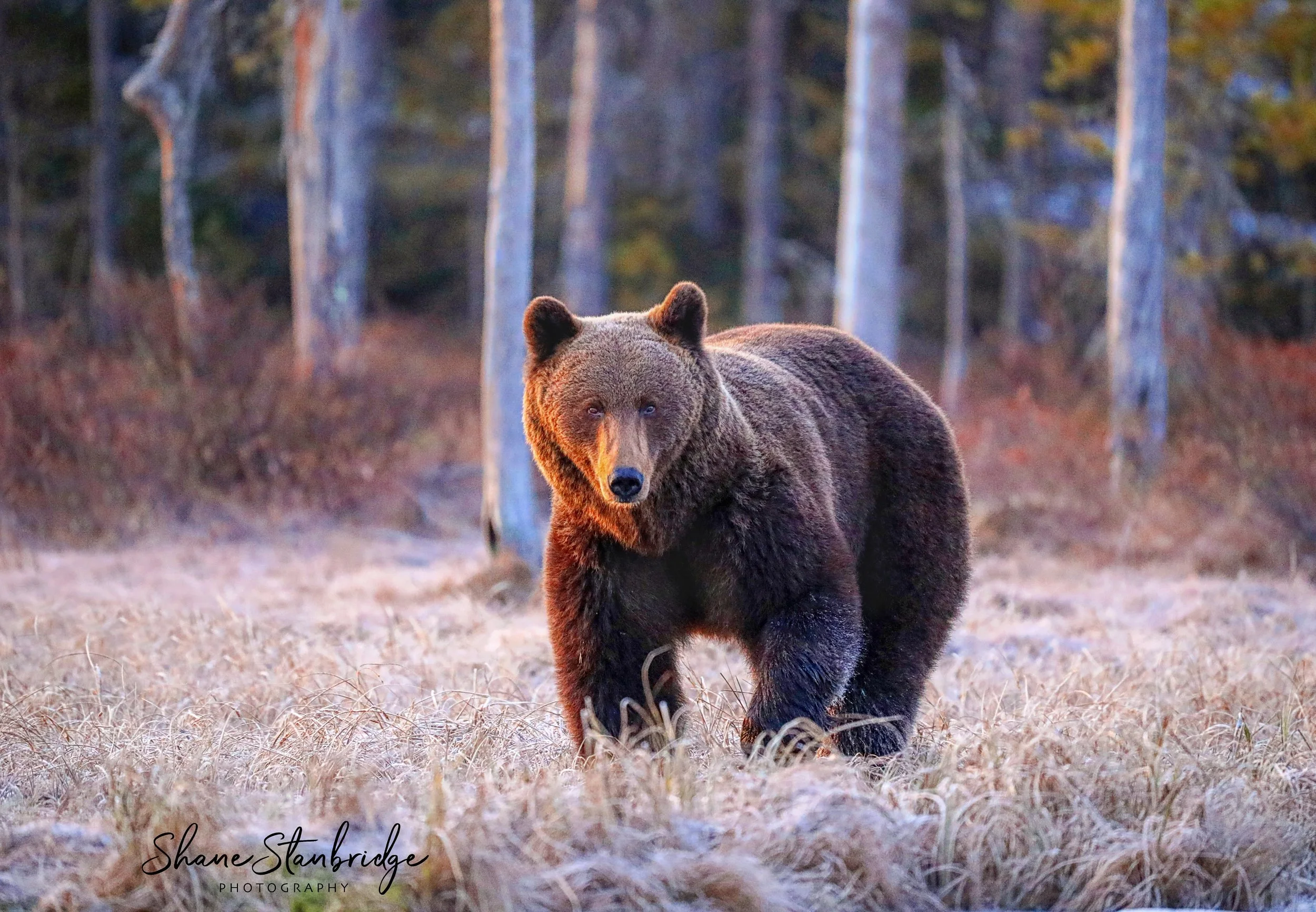 Image: Shane Stanbridge
