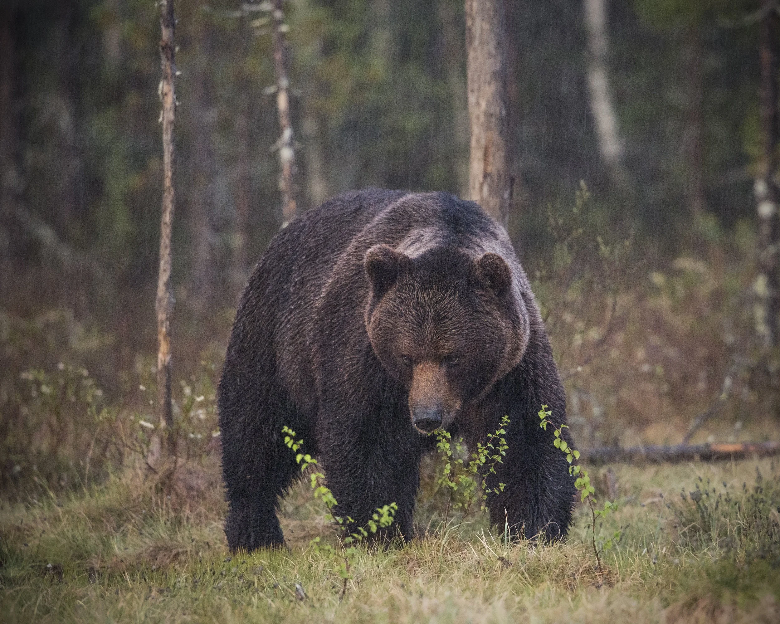 A male Brown Bear closely follows a female in a torrential downpour