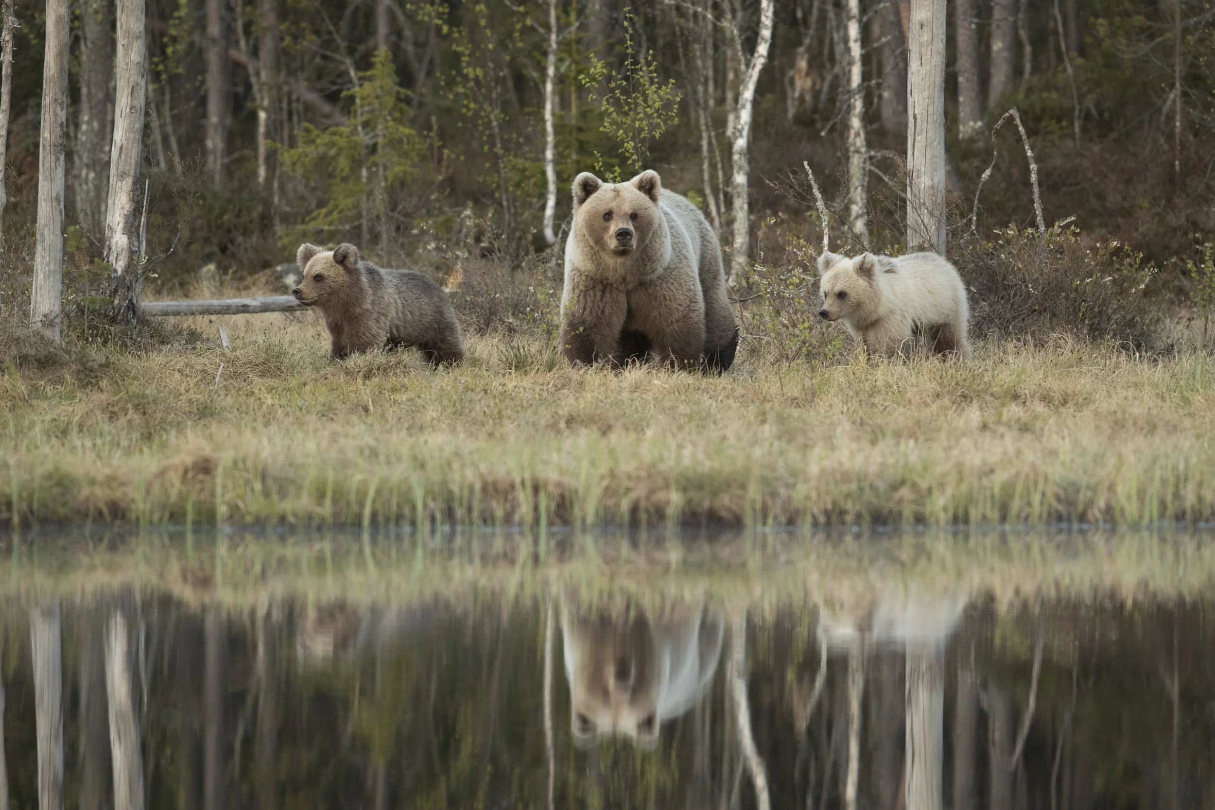 The mother bear and her 2 cubs venture out by the main pond, their reflections just visible in the water.