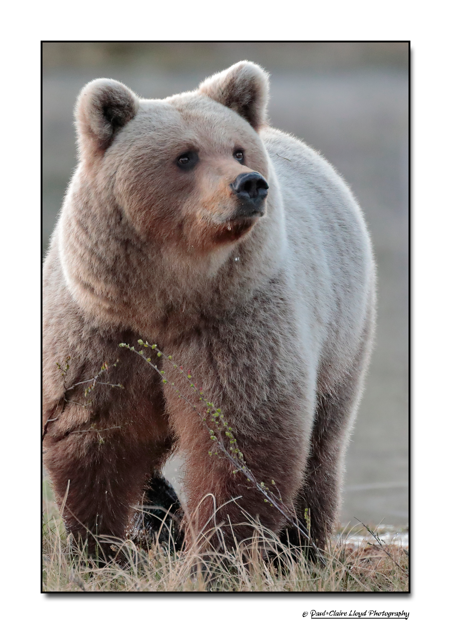 bear-blondie.png