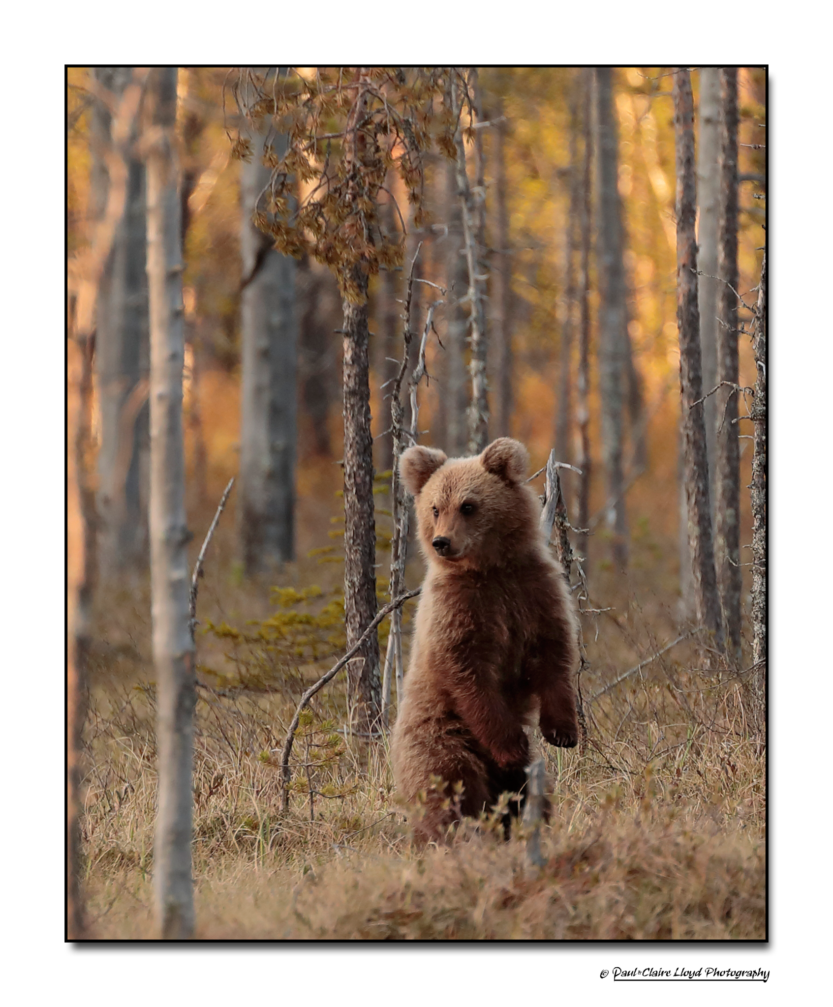 cub-2.png