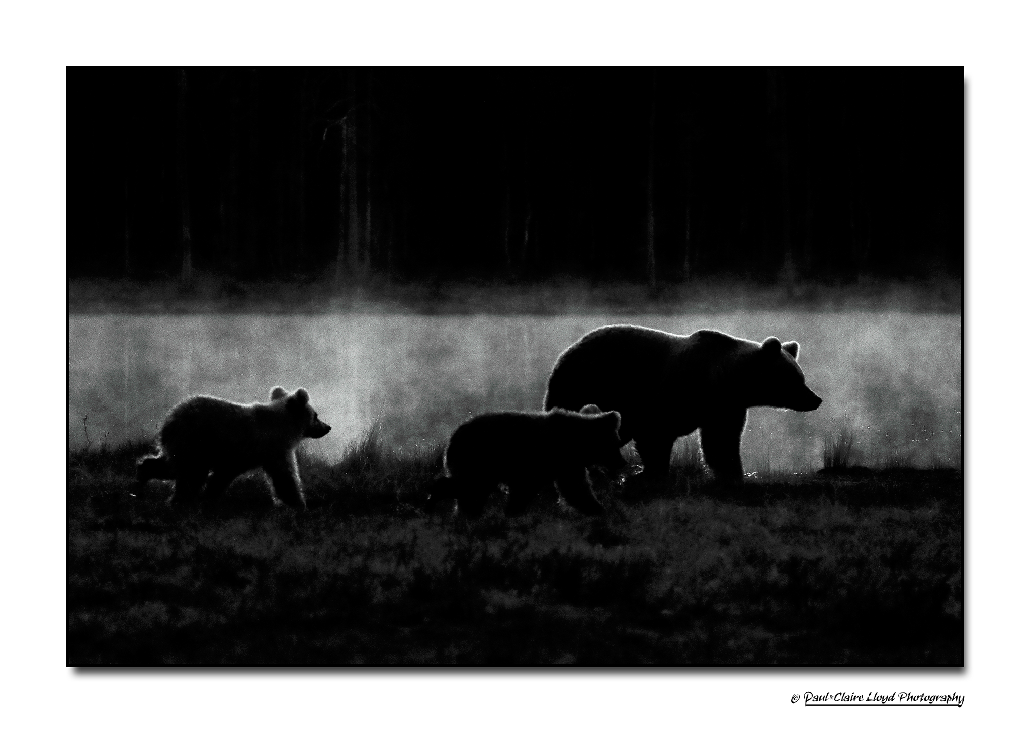 Lumikki-two-cubs-dark.png