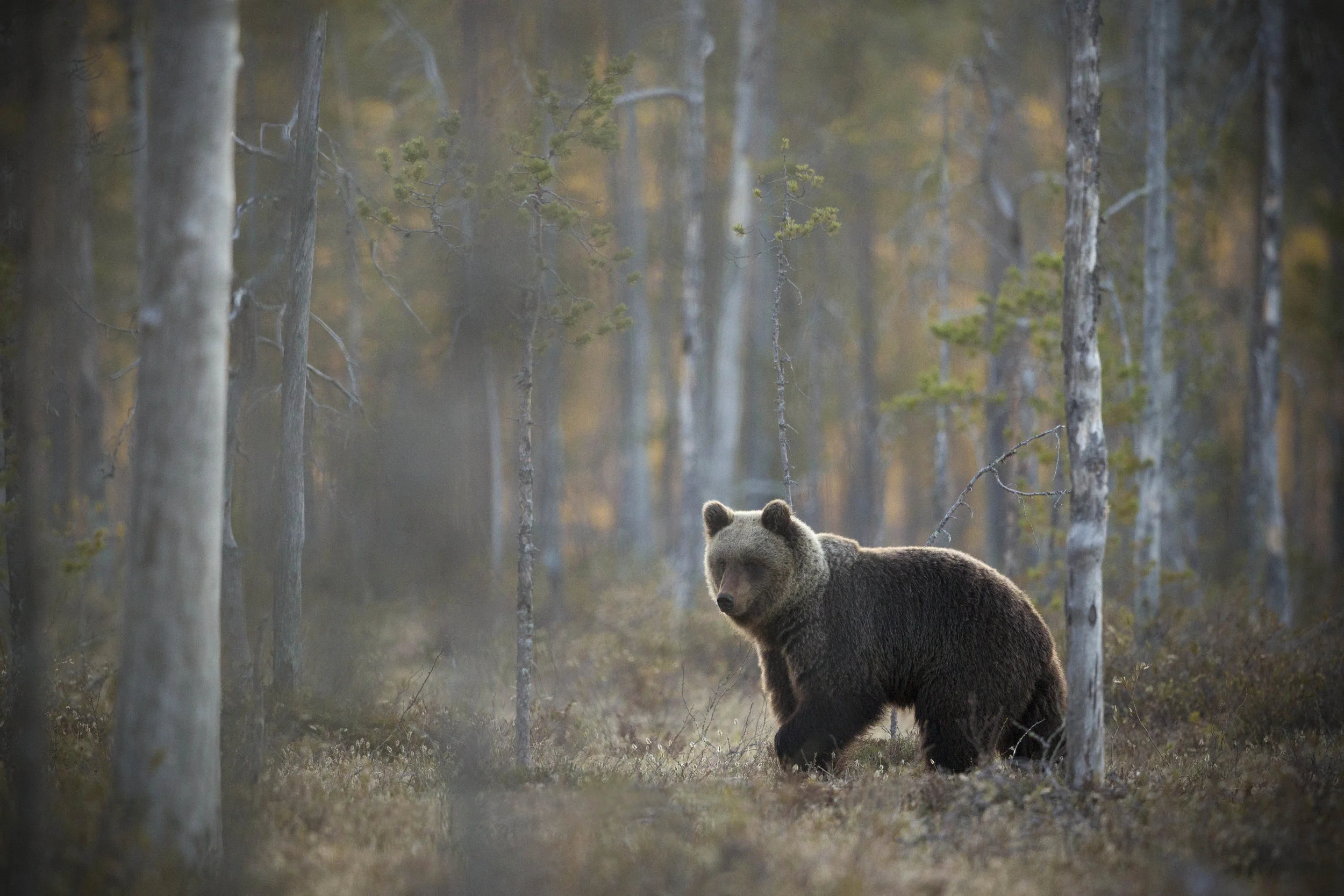 The male bear nicknamed ‘Pointer’, pauses infront of the skeleton trees at sunset.