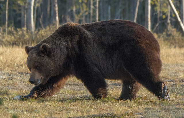 Bear_photo_big_male.jpg