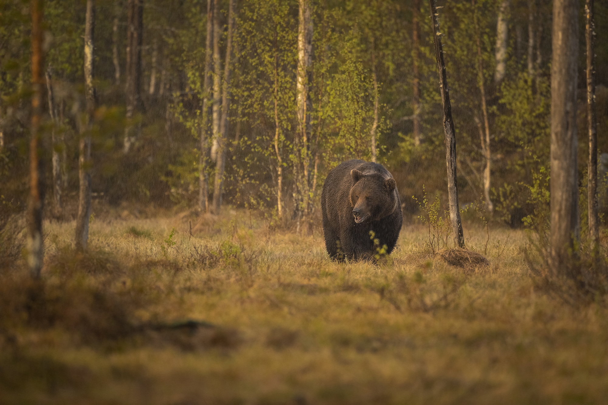 Finland May_270519_2098-1.jpg