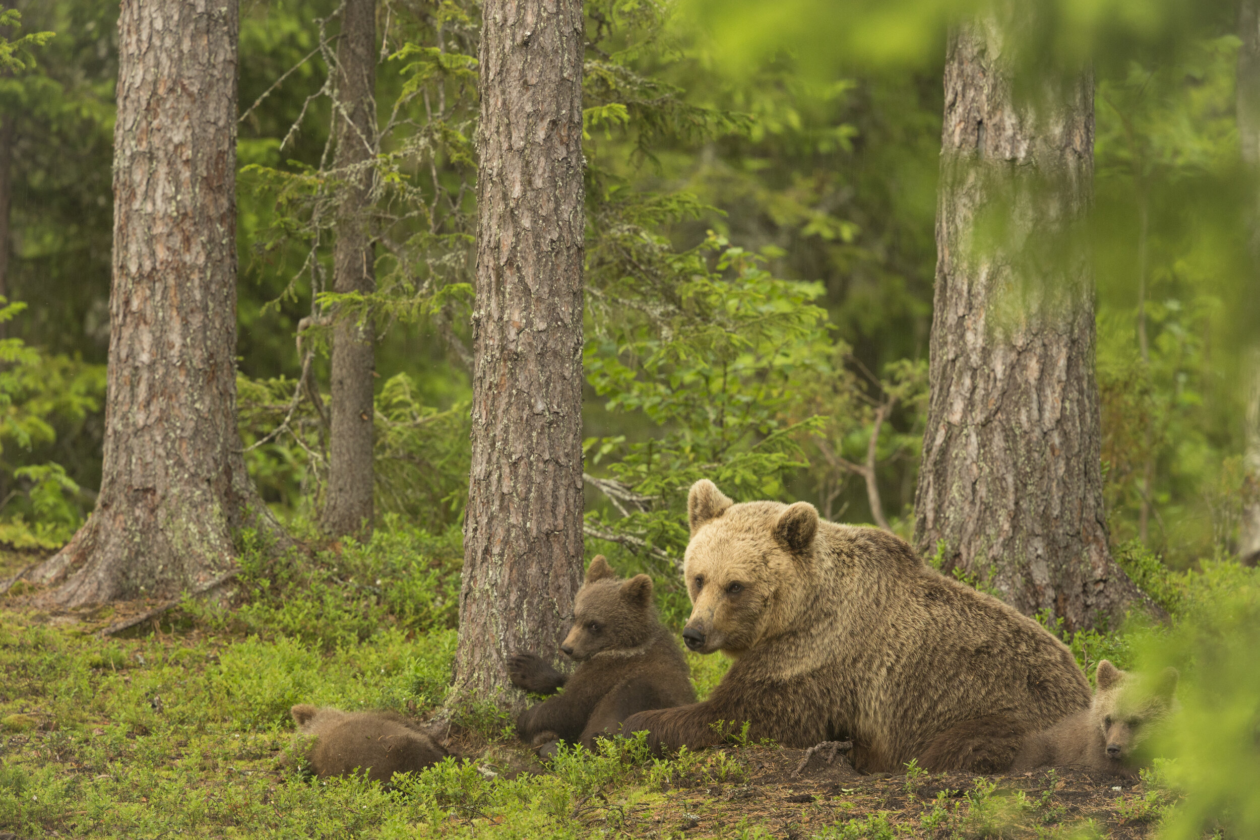 Brown_Bear_Mother_And_Cubs_MG_0045.jpg