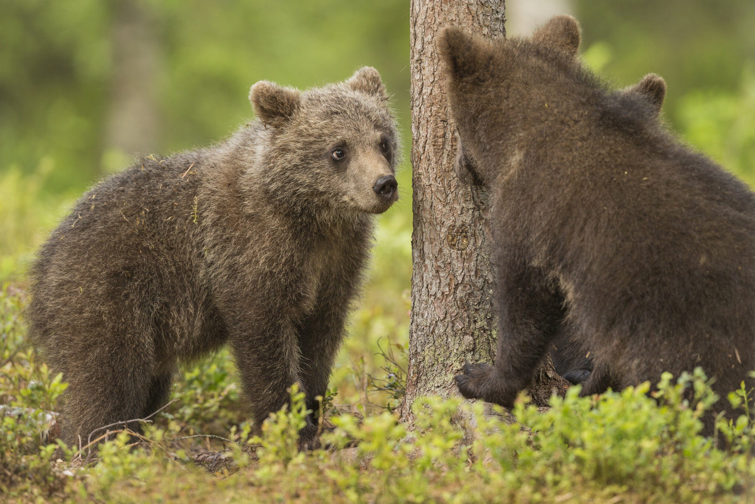 Bear_Cubs_MG_0237.jpg