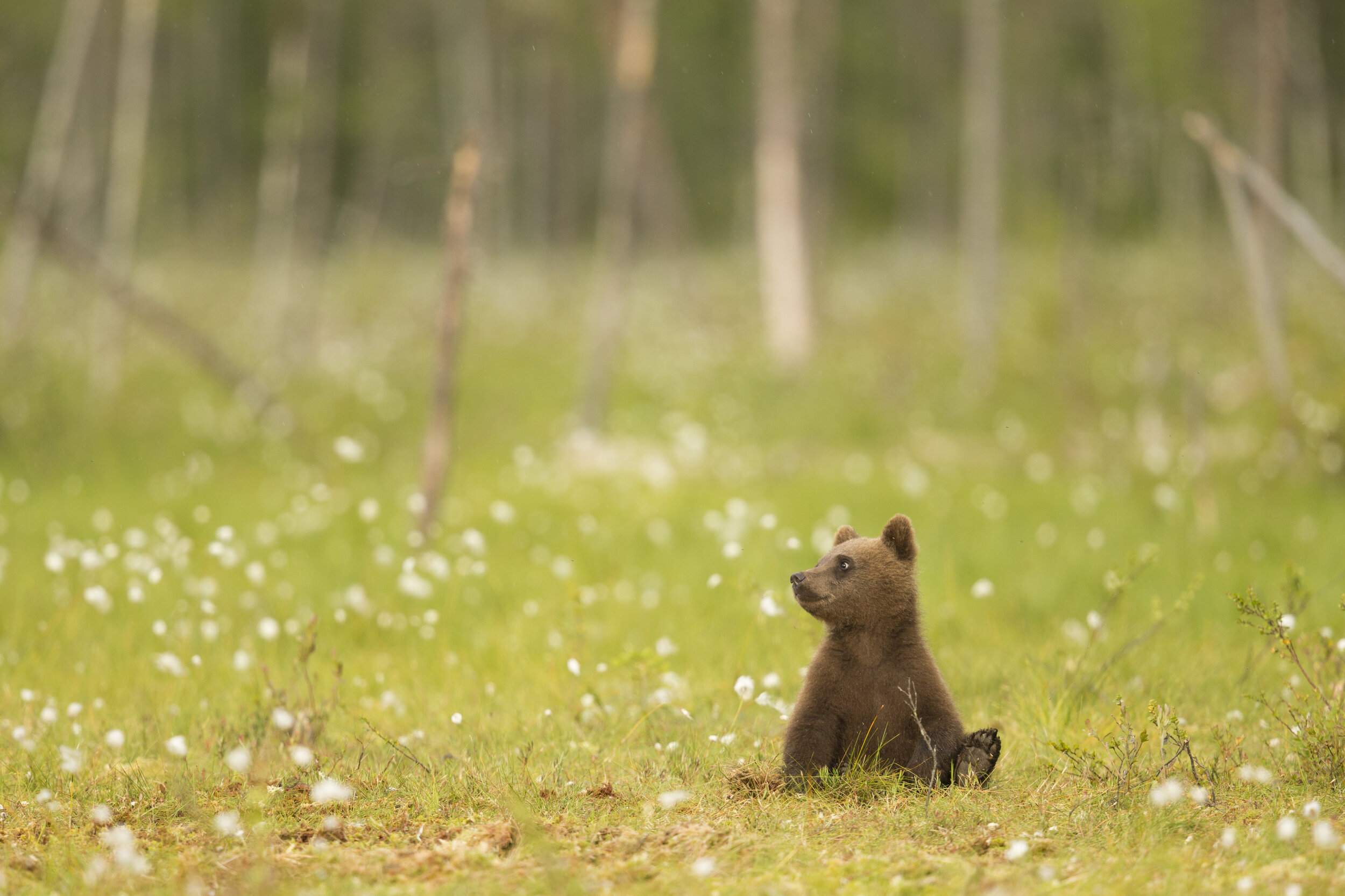 Bear_MG_0172.jpg