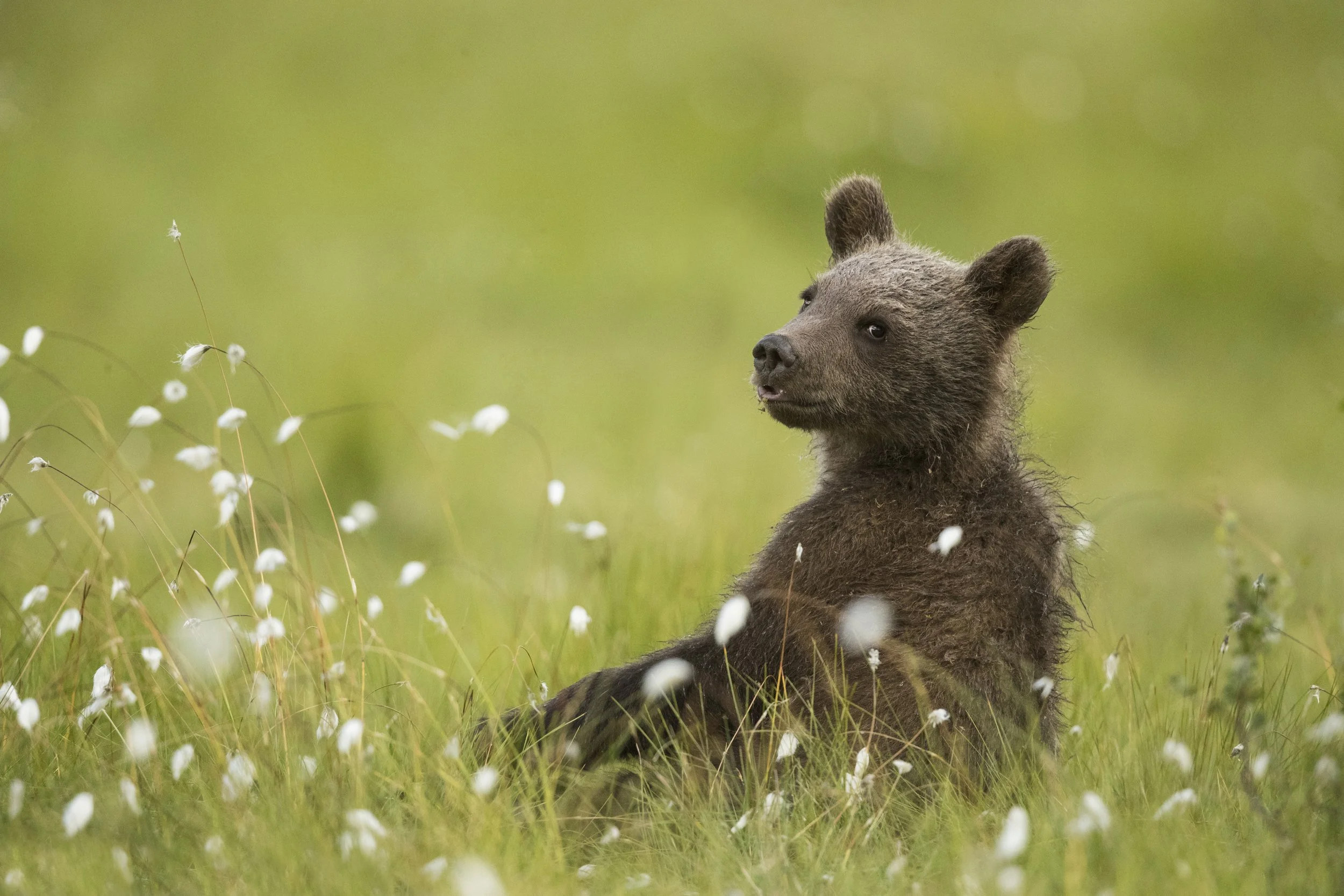 Brown_bear_MG_0920.jpg