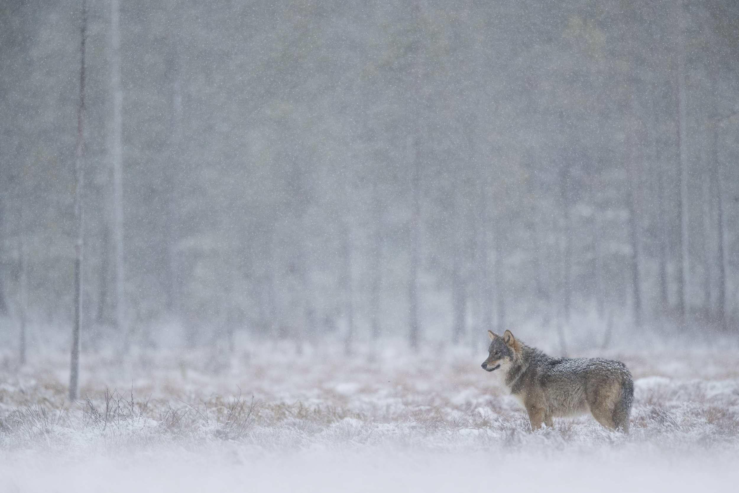 Wolf_MG_0292.jpg