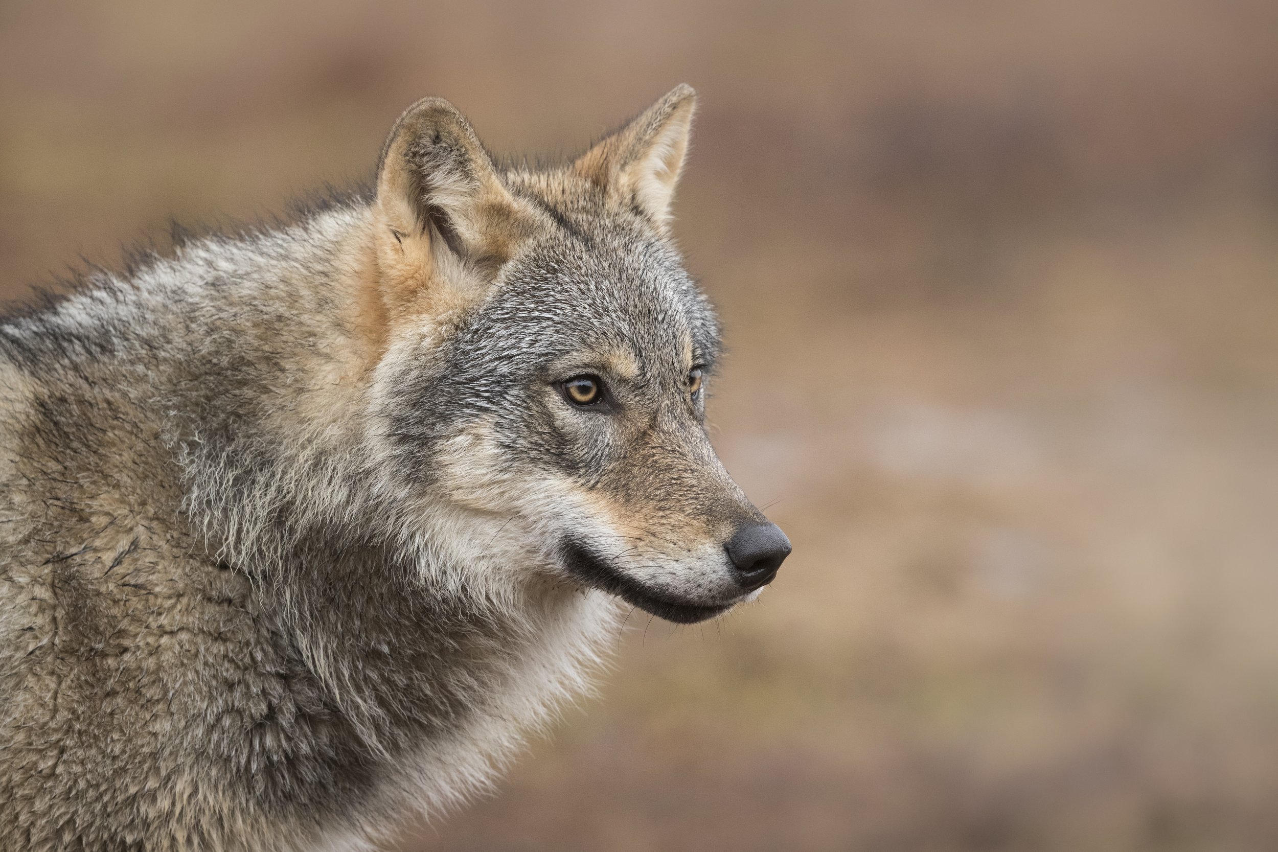 Wolf_MG_0540.jpg