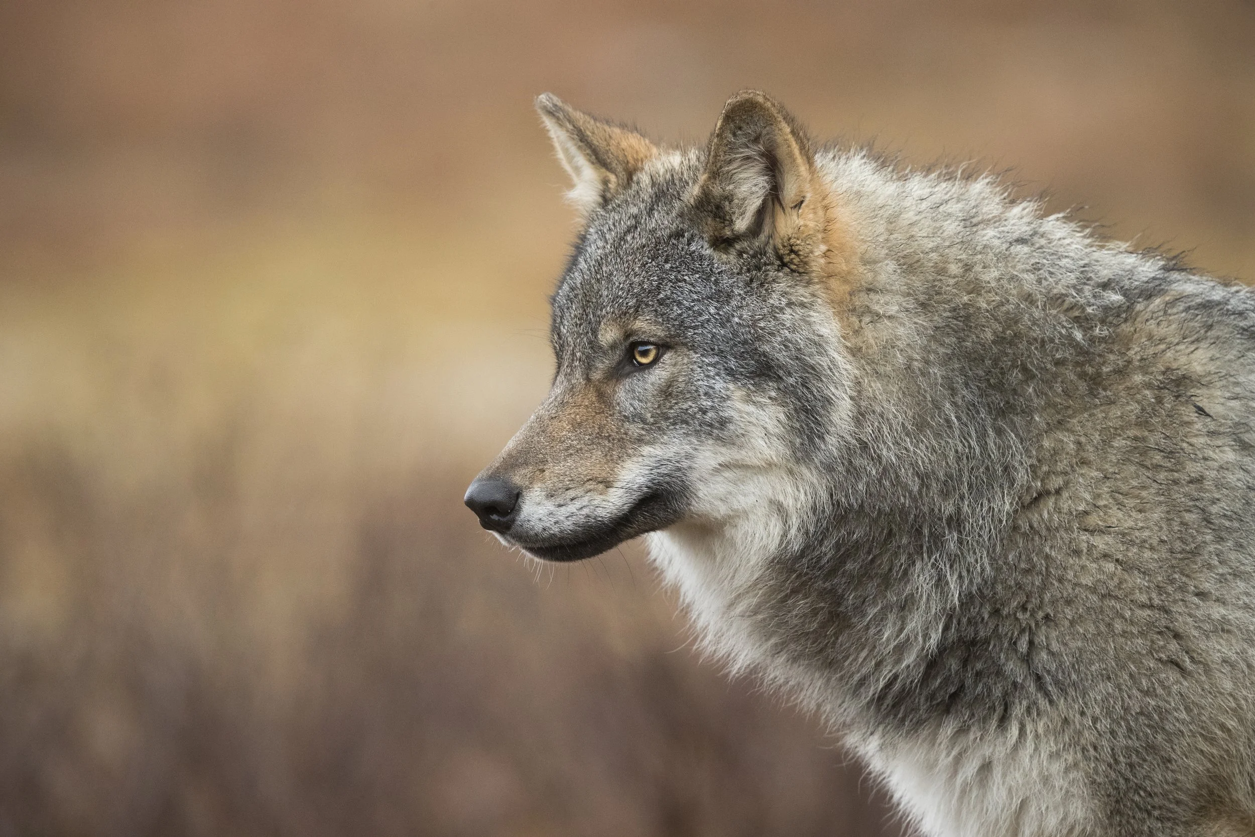 Wolves in Finland: Ghosts of the Forest