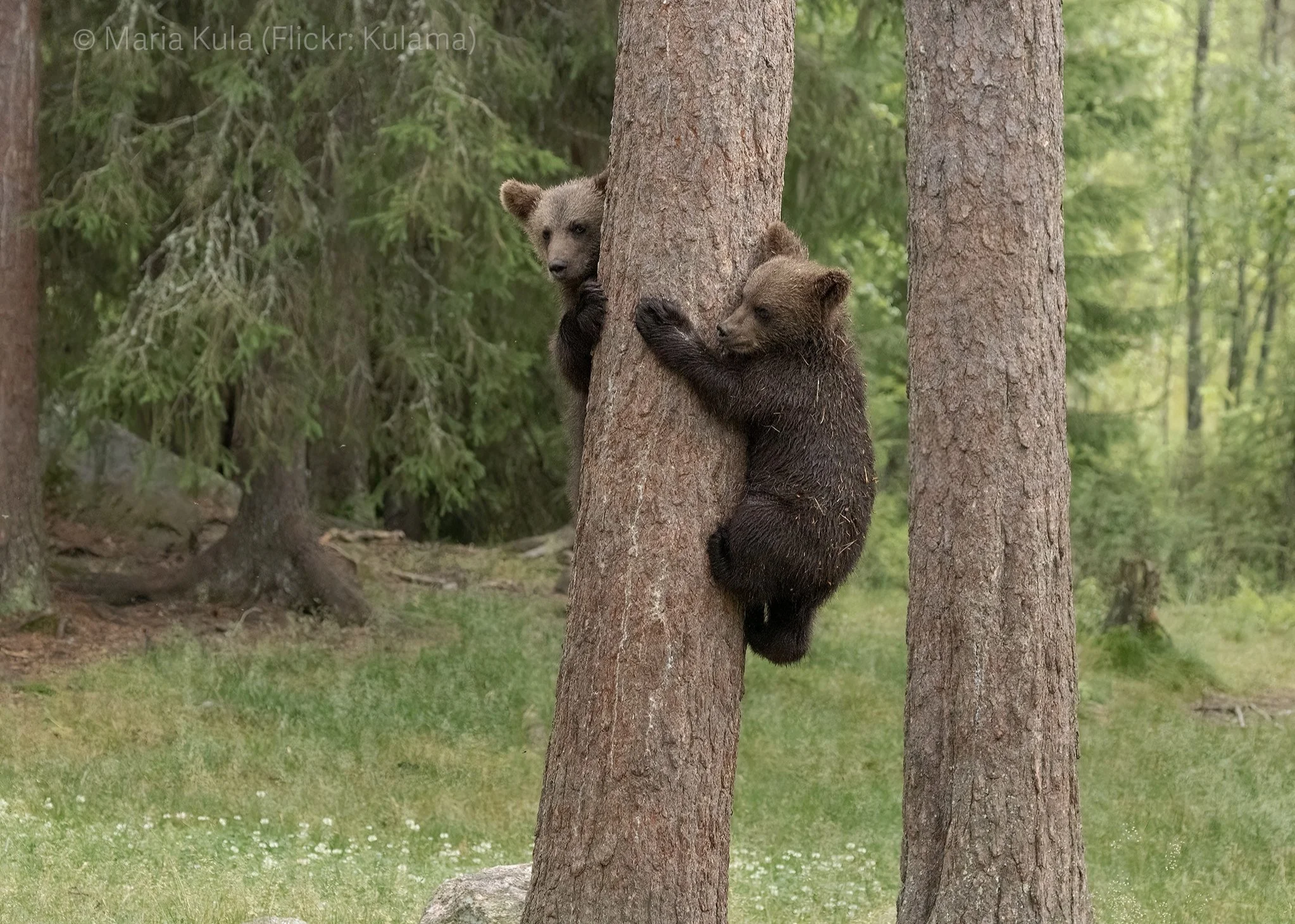 Bears Climbing Tree BearPhoto Finland.jpg