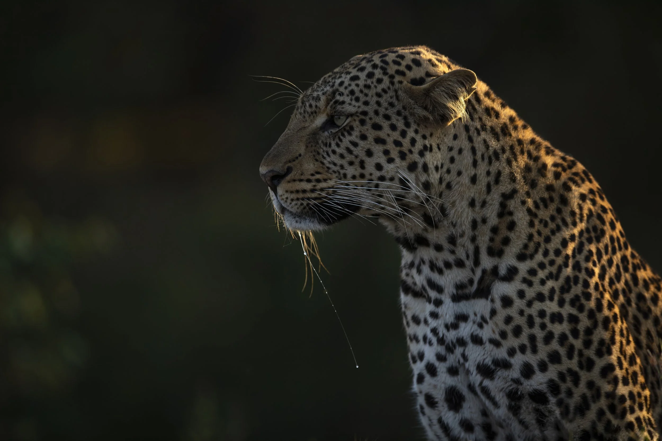 Photo- Roger Brendhagen-1-23-topaz.jpg