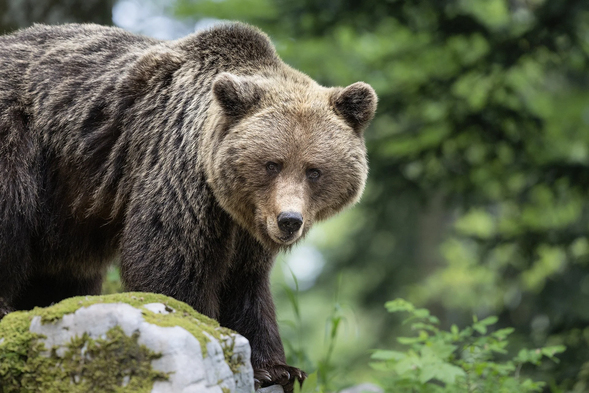 Bear_Slov_WEB2.jpg