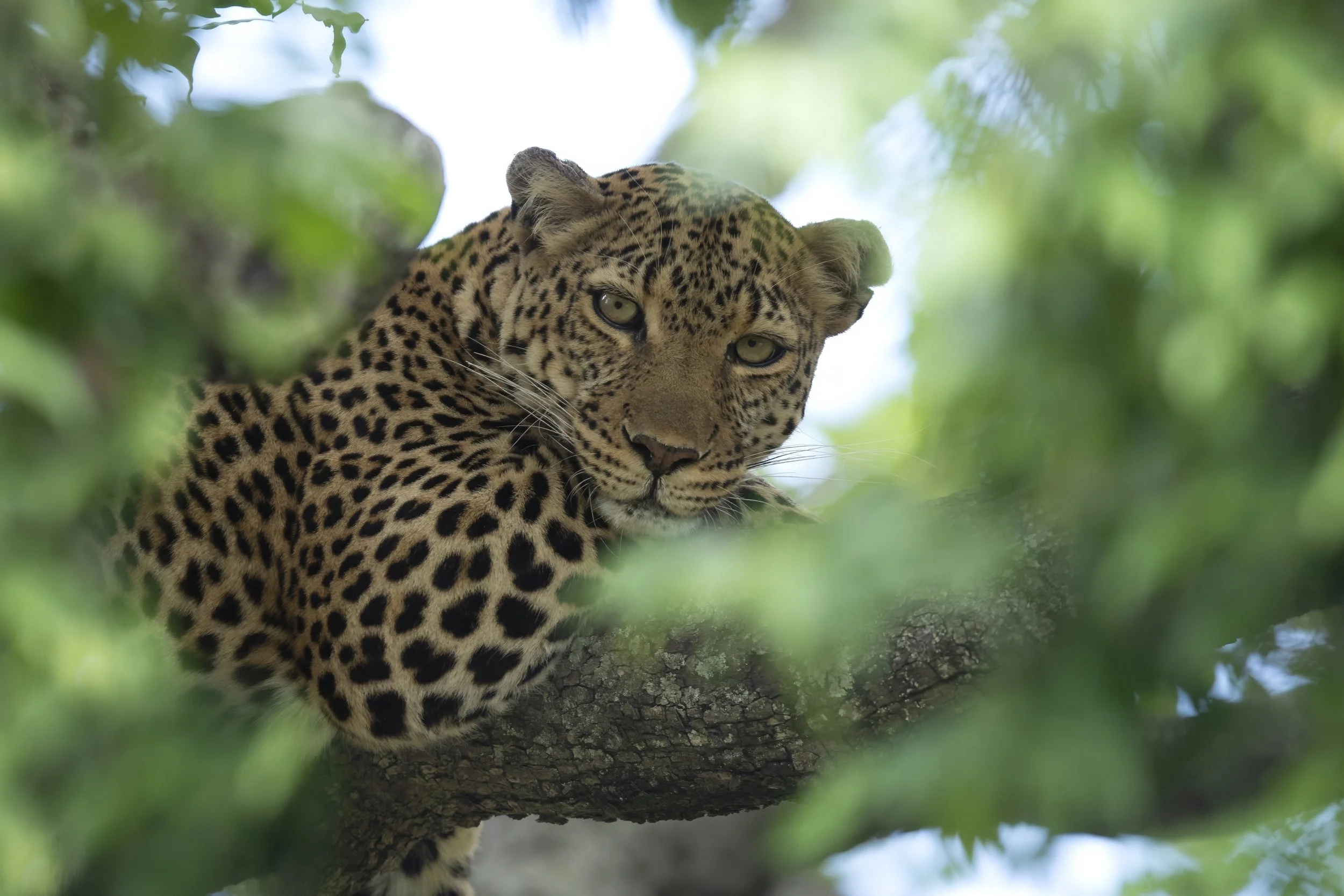 Photo- Roger Brendhagen-1-9-topaz.jpg