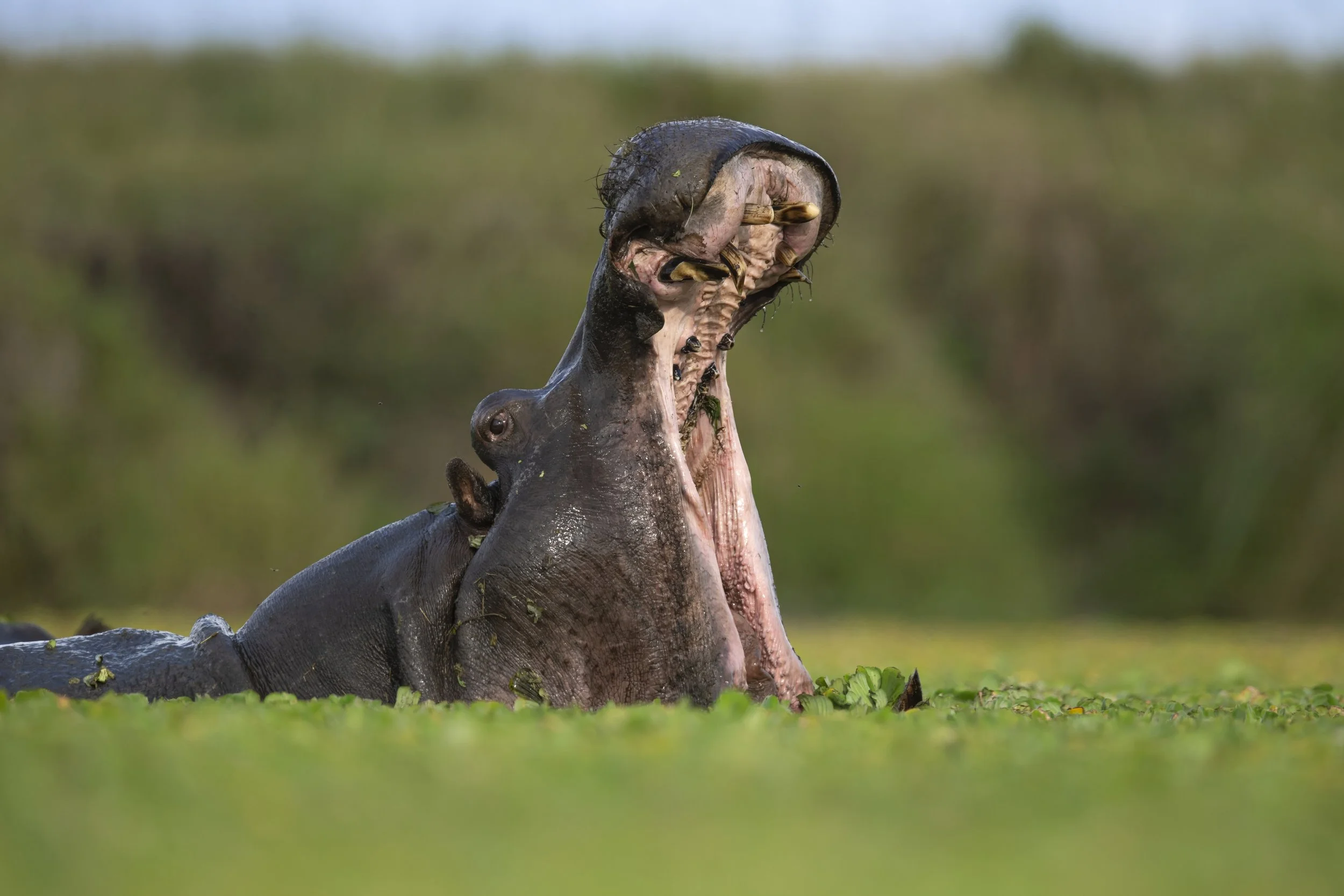 Photo- Roger Brendhagen-1-24-topaz.jpg