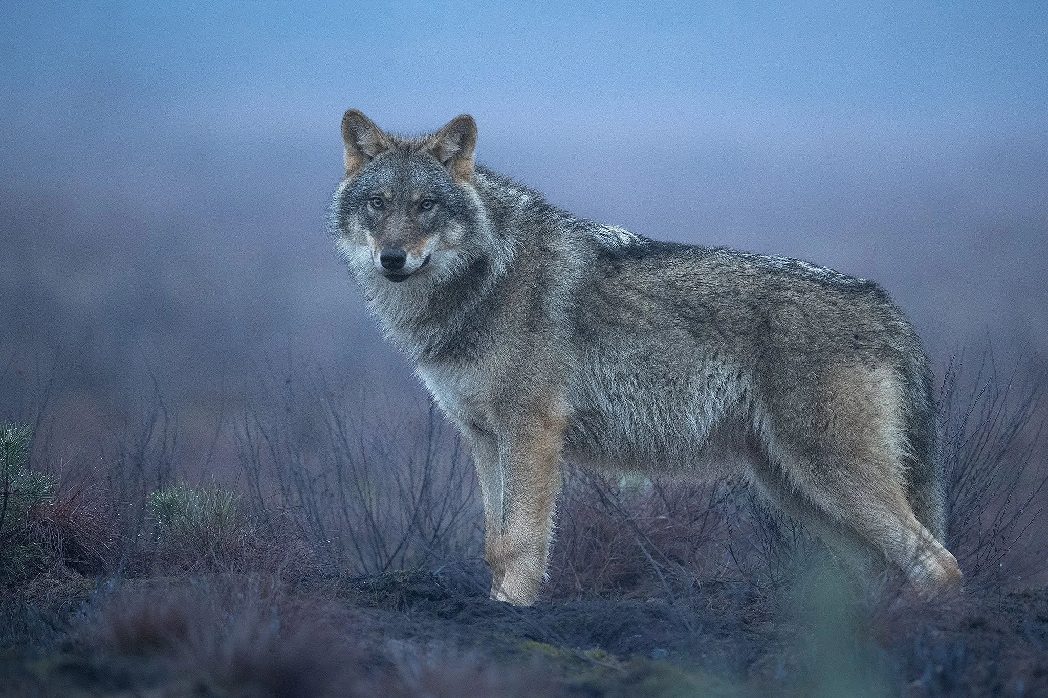 Wolf_Mist_WEB.jpg