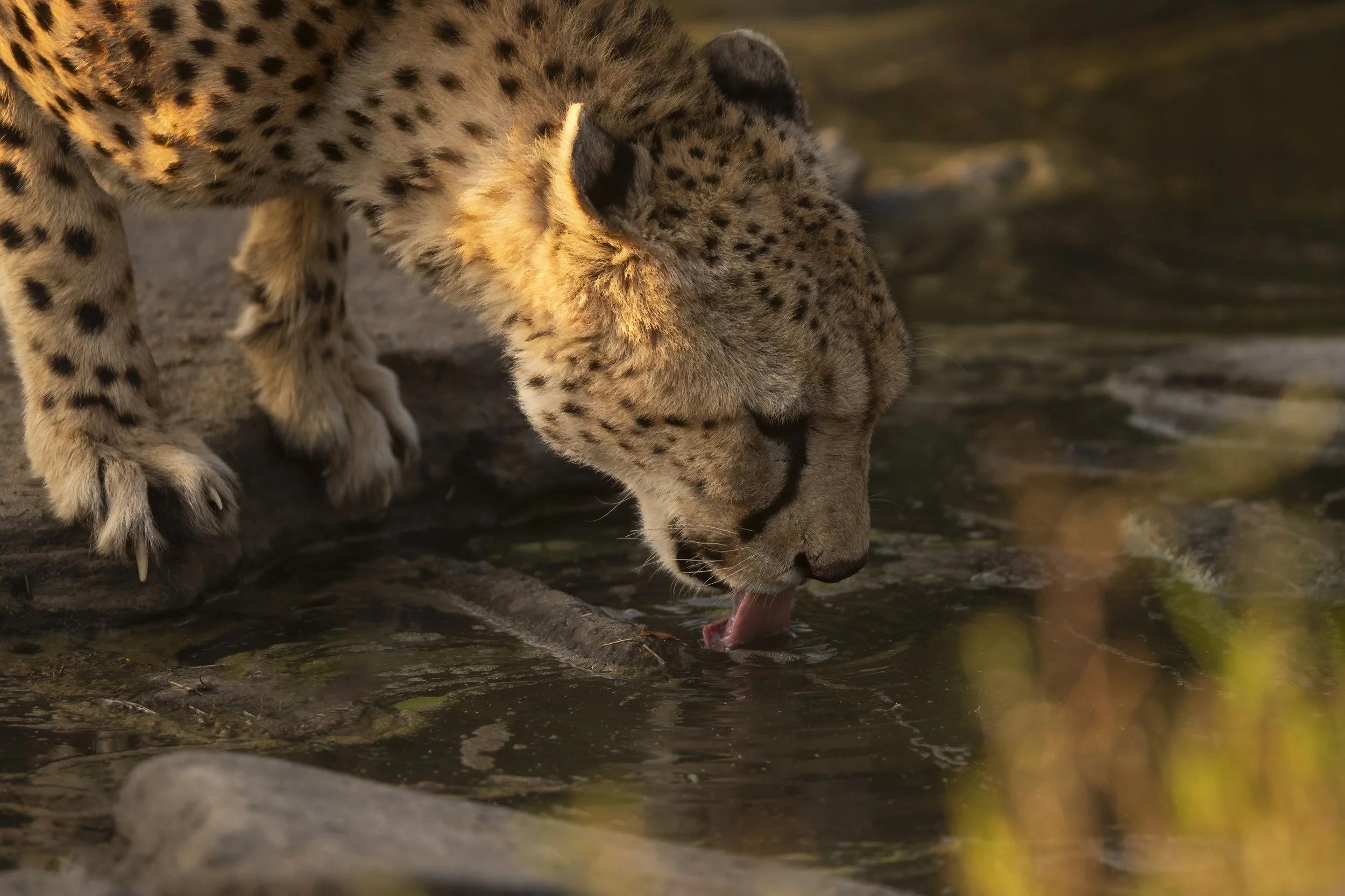 Photo- Roger Brendhagen-1-6-topaz.jpg