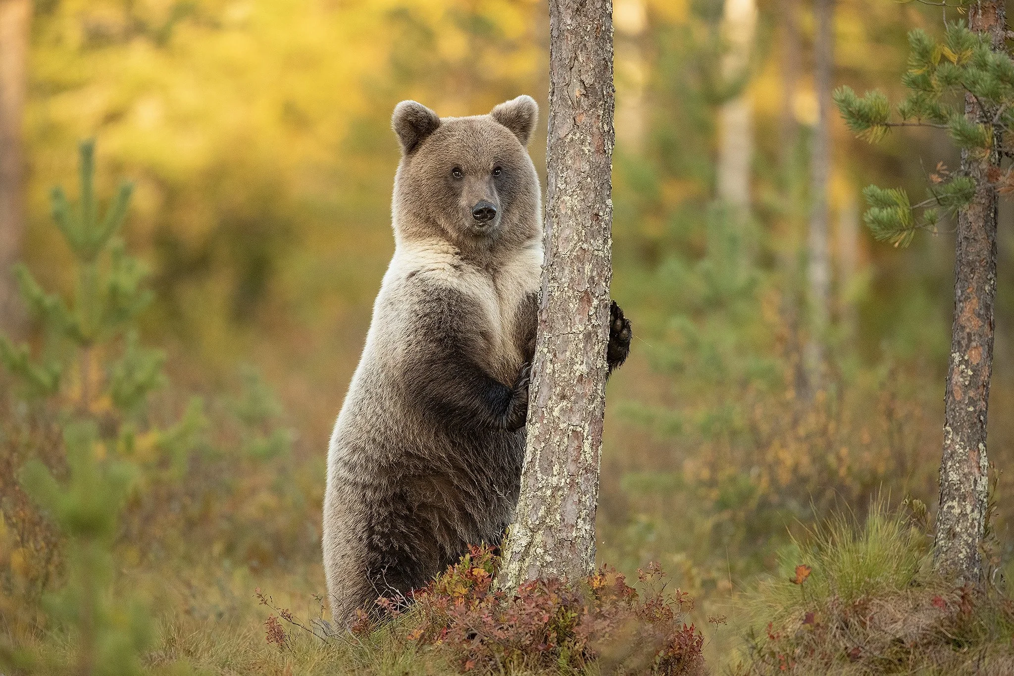 Bear_Autumn_WEB.jpg