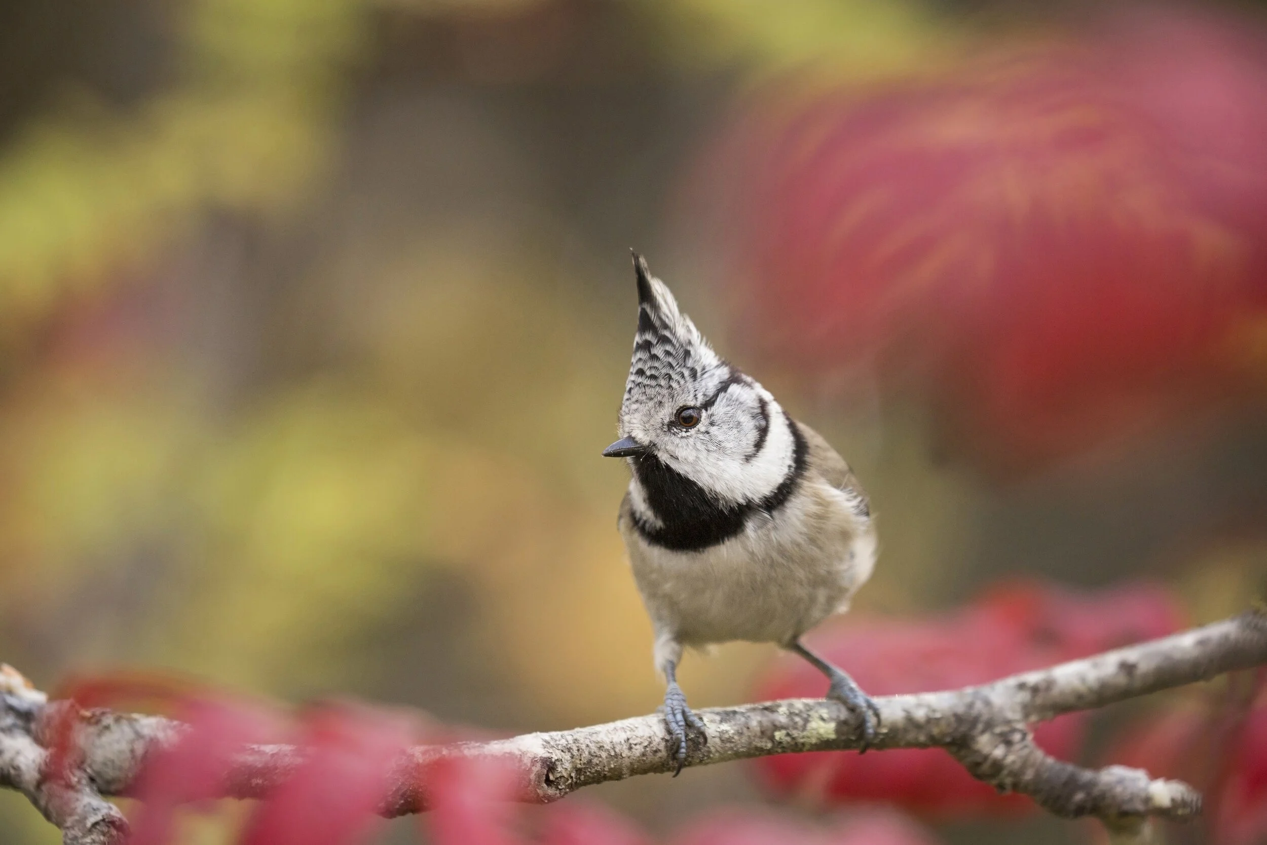 Crop_Crestie_Autumn_0T2A4004.jpg