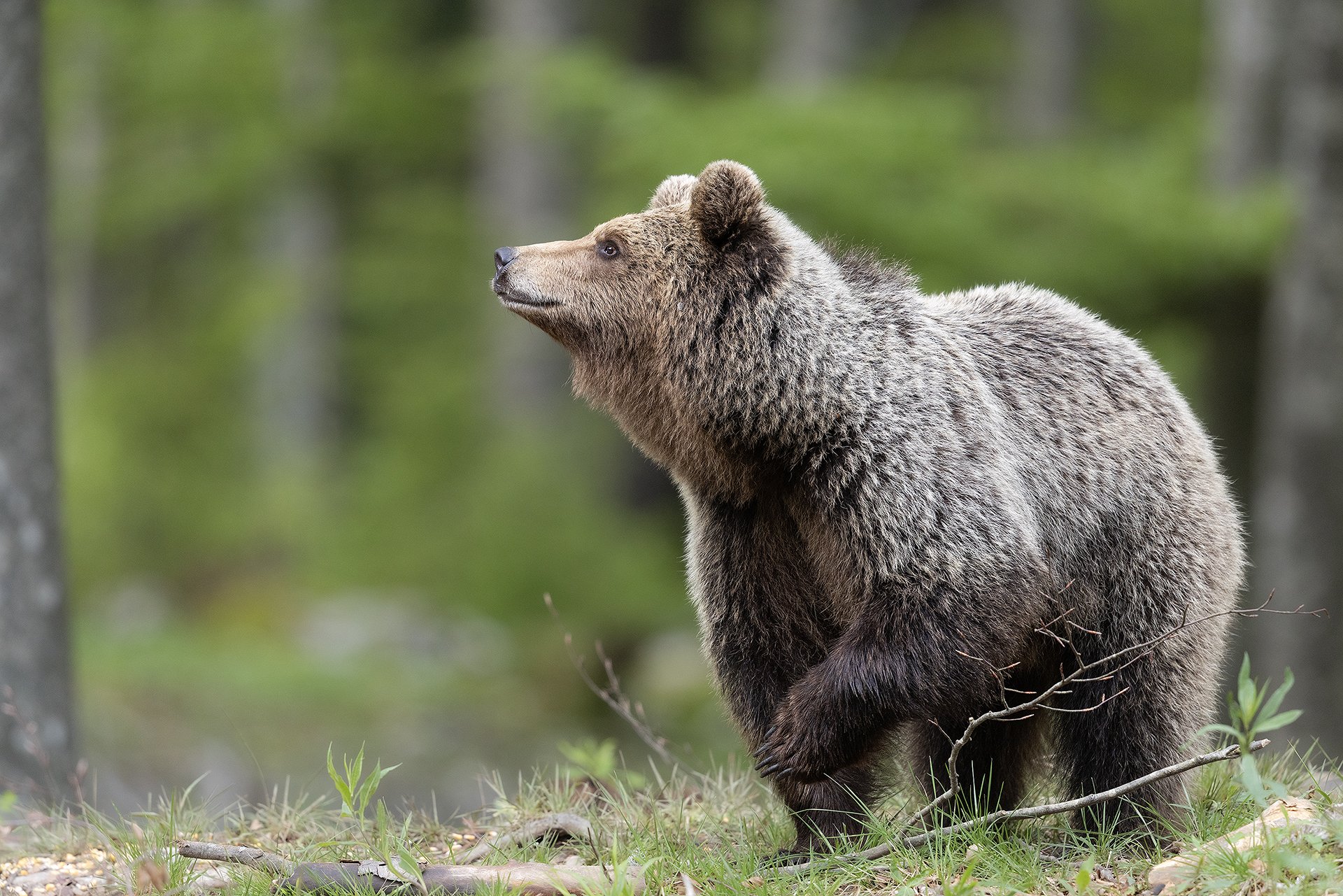 BEAR_SLOV_WEB.jpg