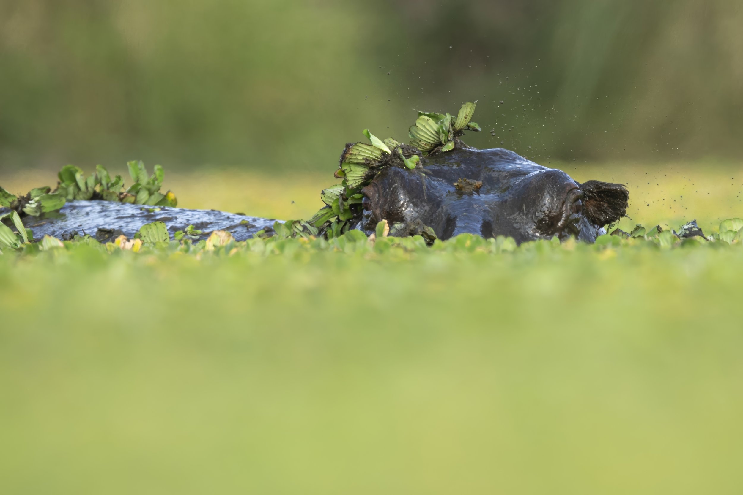 Photo- Roger Brendhagen-1-27-topaz.jpg