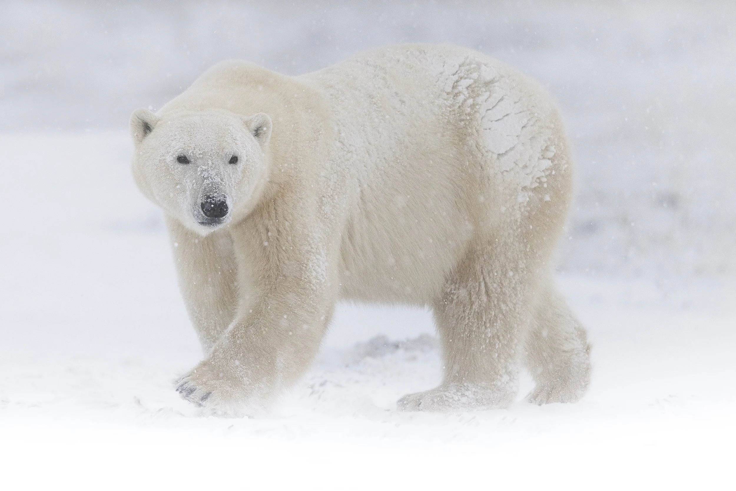 Polar_Bear_BearPhoto.jpg