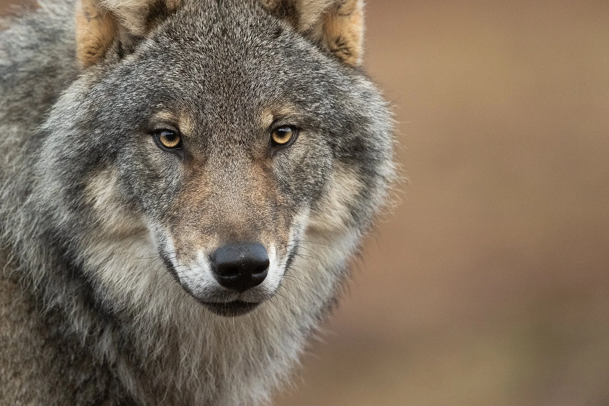 WOLF_WEB.jpg