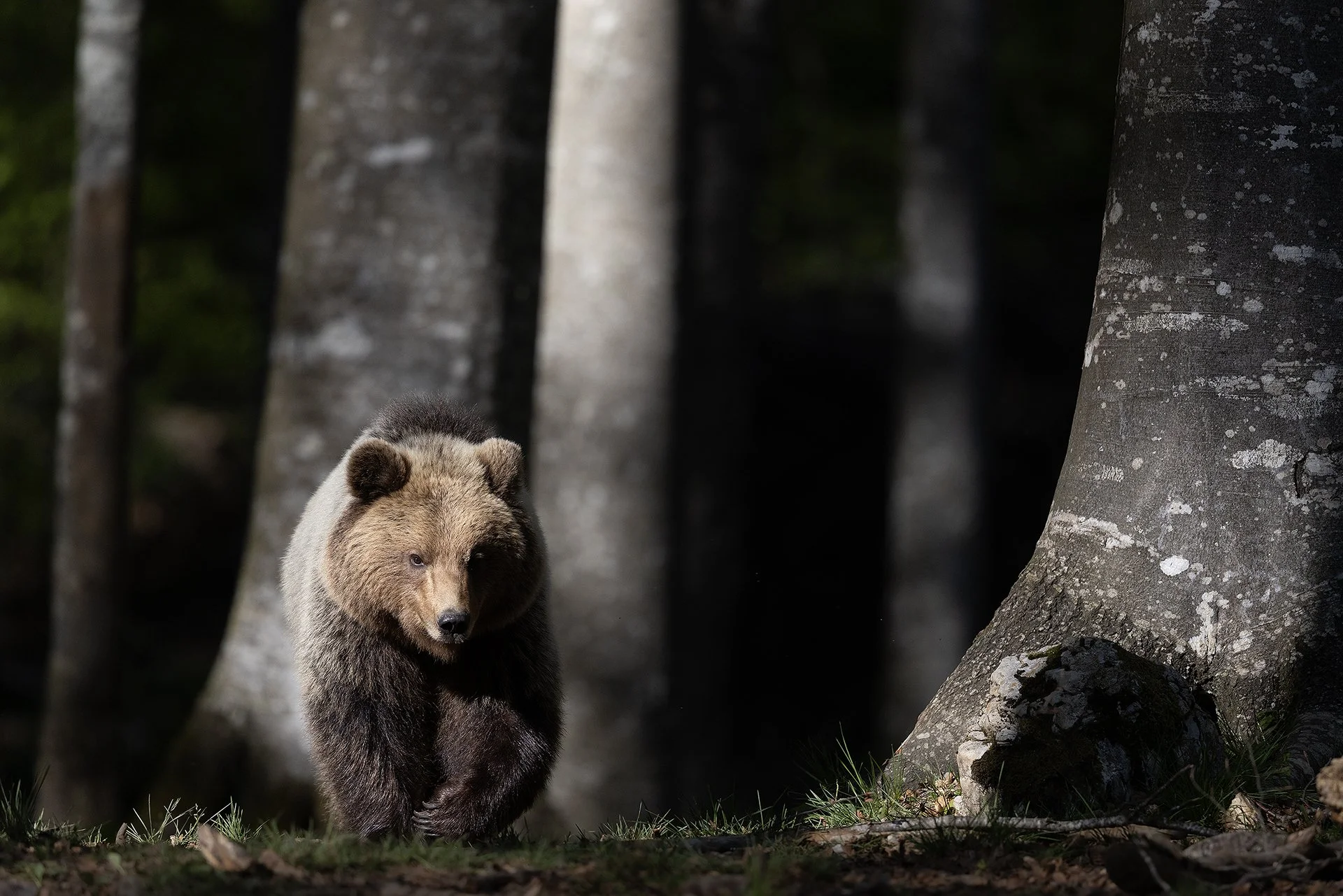 Bear_slove4.jpg