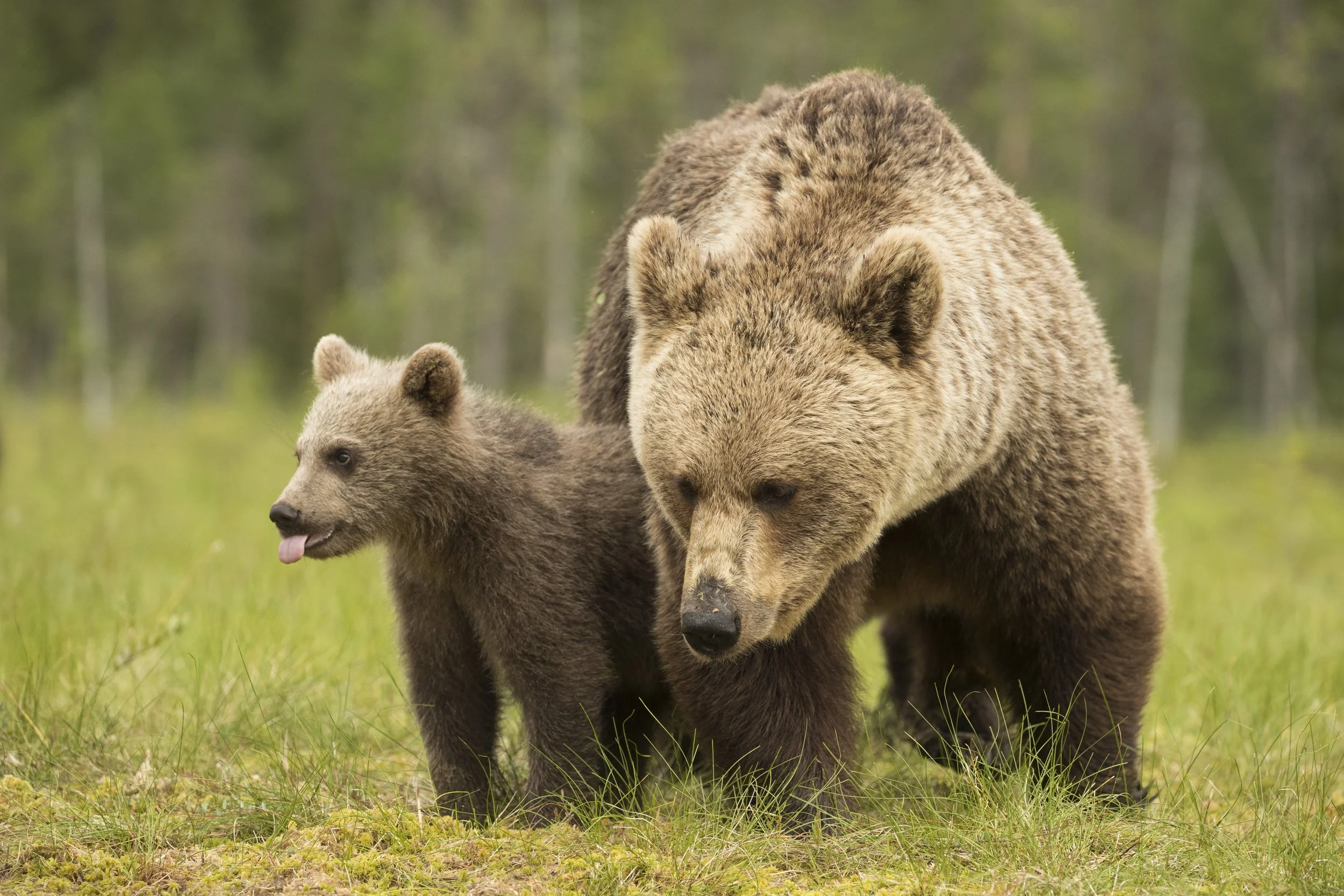 Brown_Bears_MG_0188.jpg