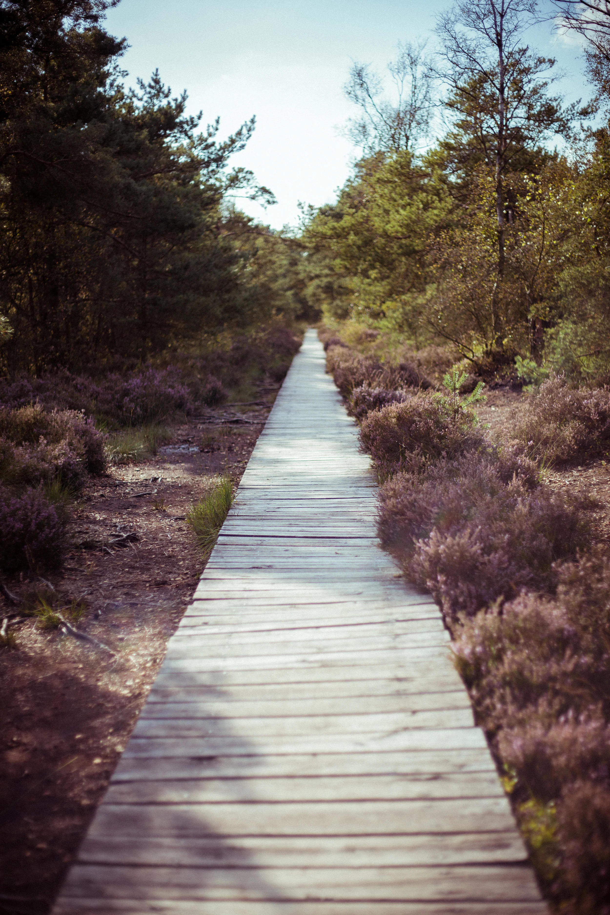Pietzmoor-26.jpg