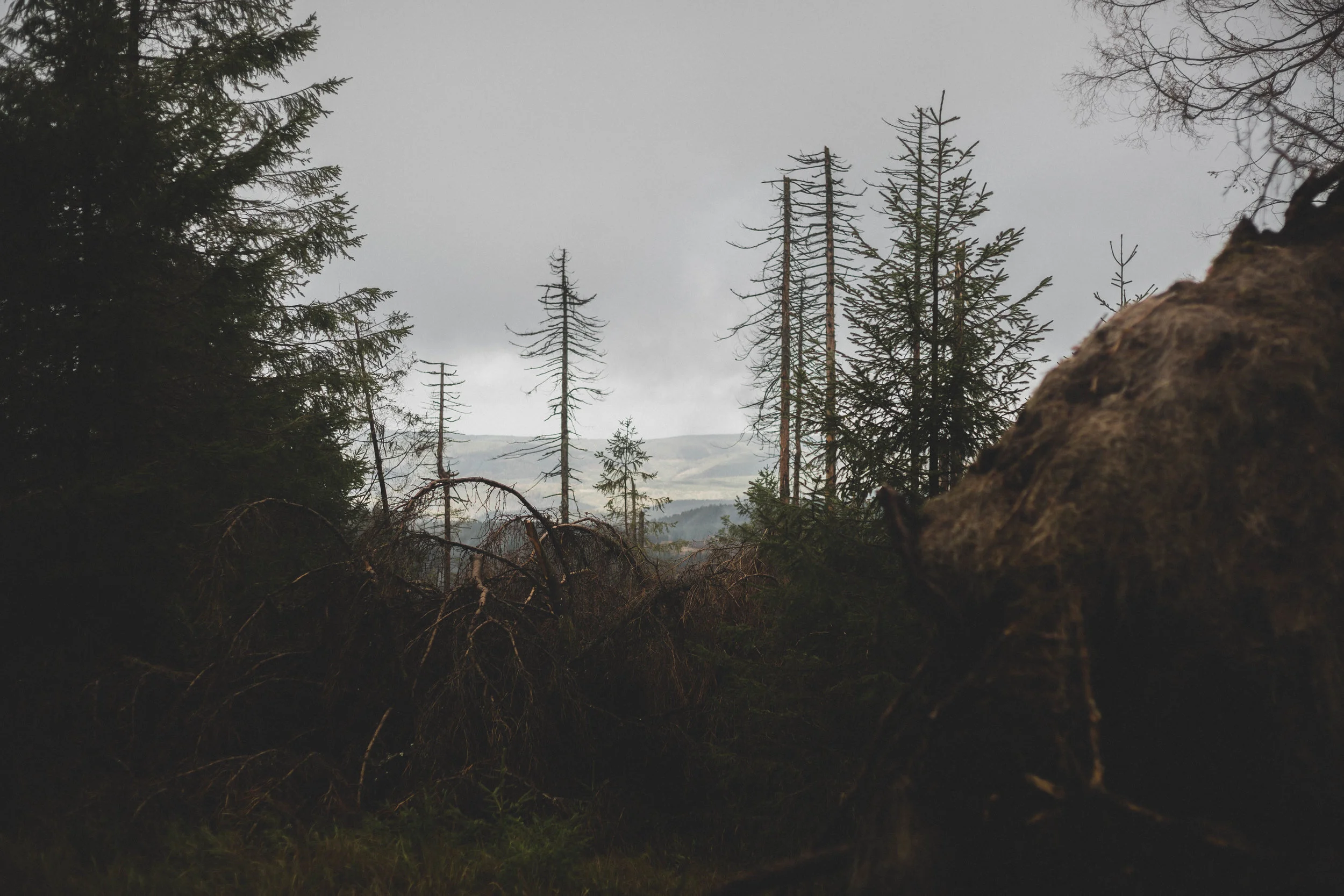 Harz'18-13.jpg
