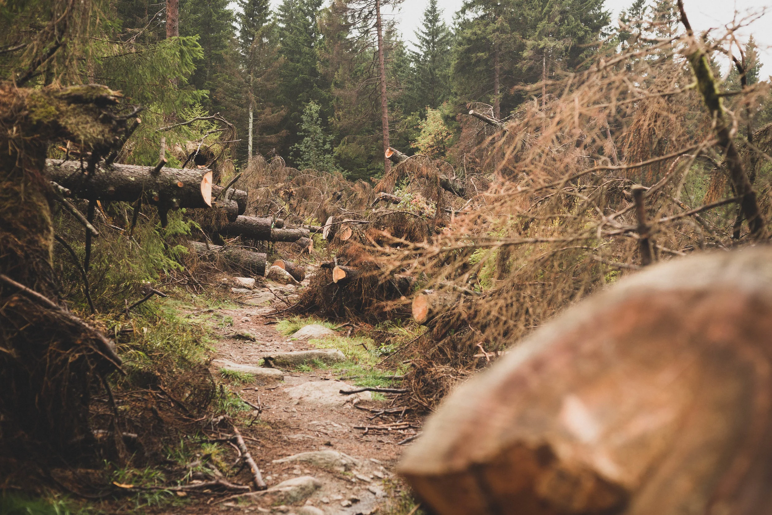 Harz'18-10.jpg