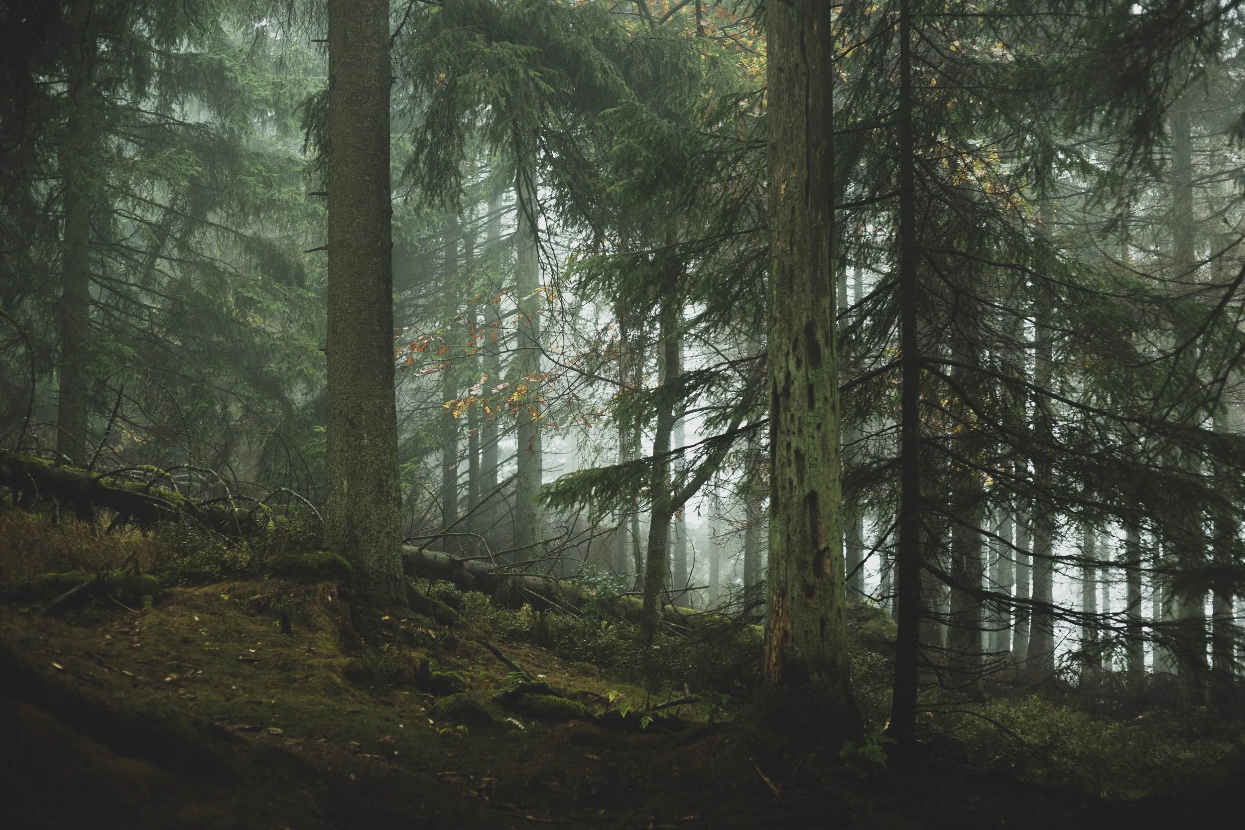 Harz'18-20.jpg