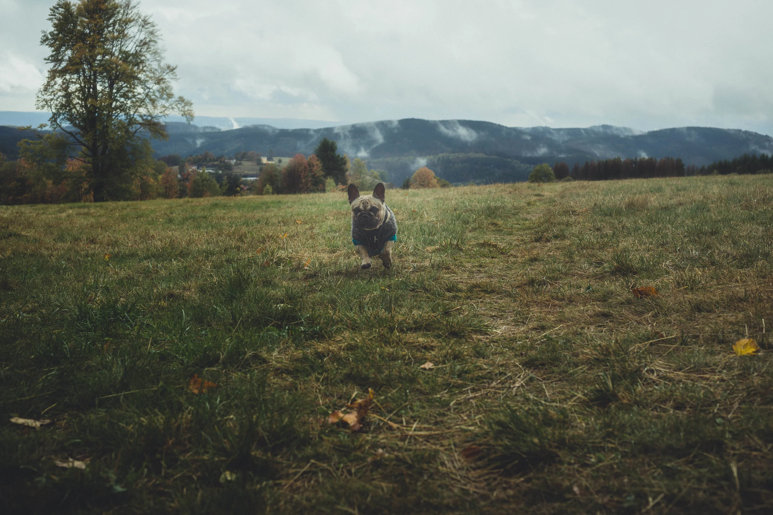 Harz'18-41.jpg